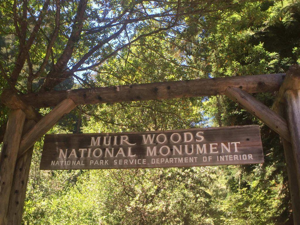 Visiting the tallest living things: Muir woods with kids