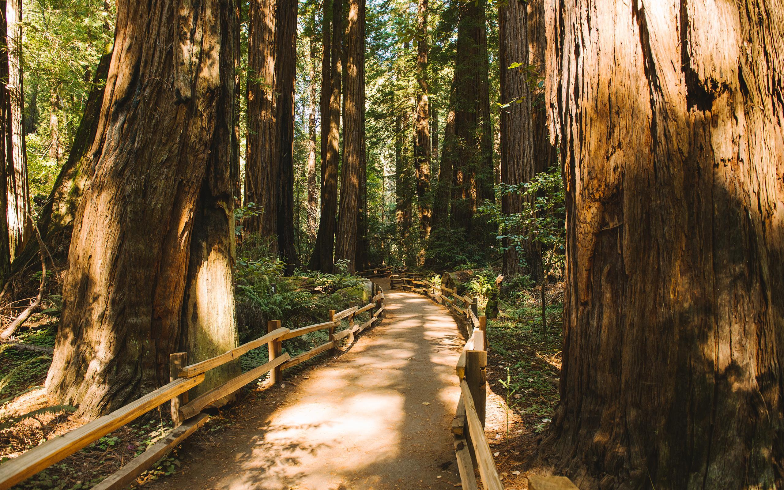 Redwood Trees Forest Muir Woods Path Trail HD wallpaper