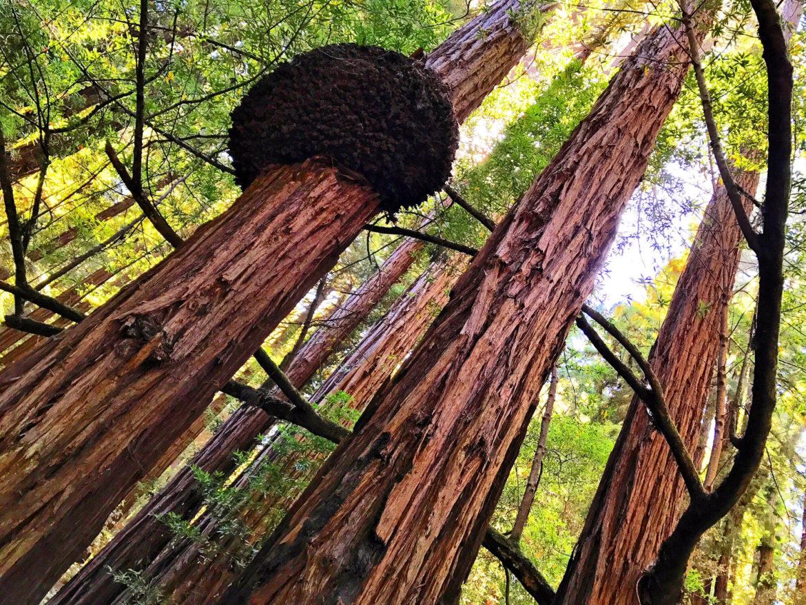 Muir Woods National Monument: Learn More About This Ancient Forest