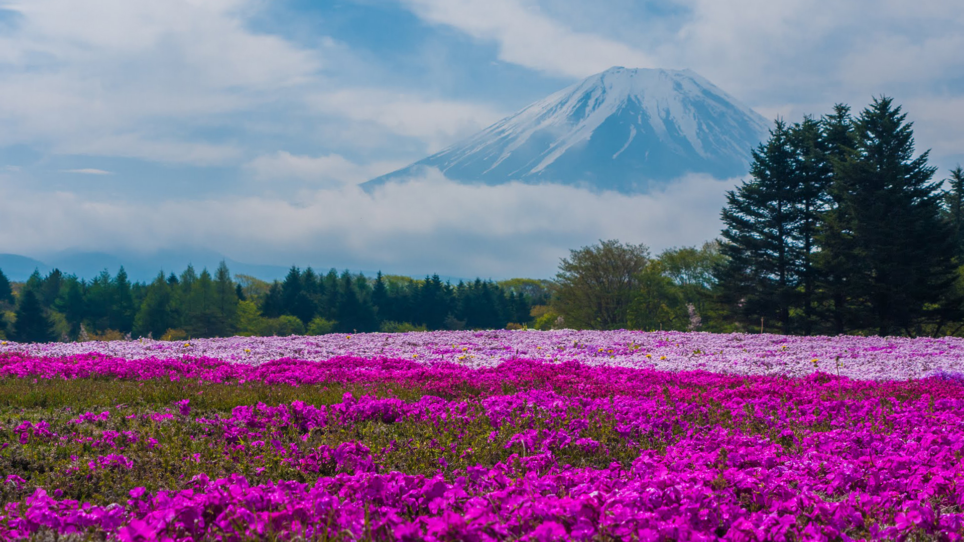 Nature Image HD of Pink Moss at Mount Fuji Japan