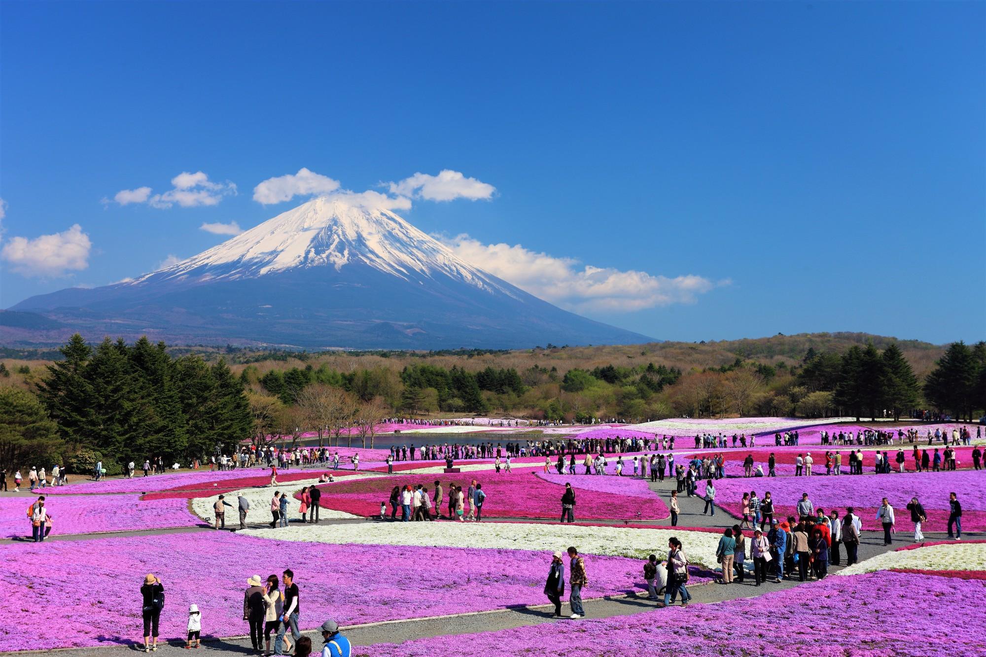 The Stunning Fields of Pink Moss (Shibazakura) Flowers at the Base