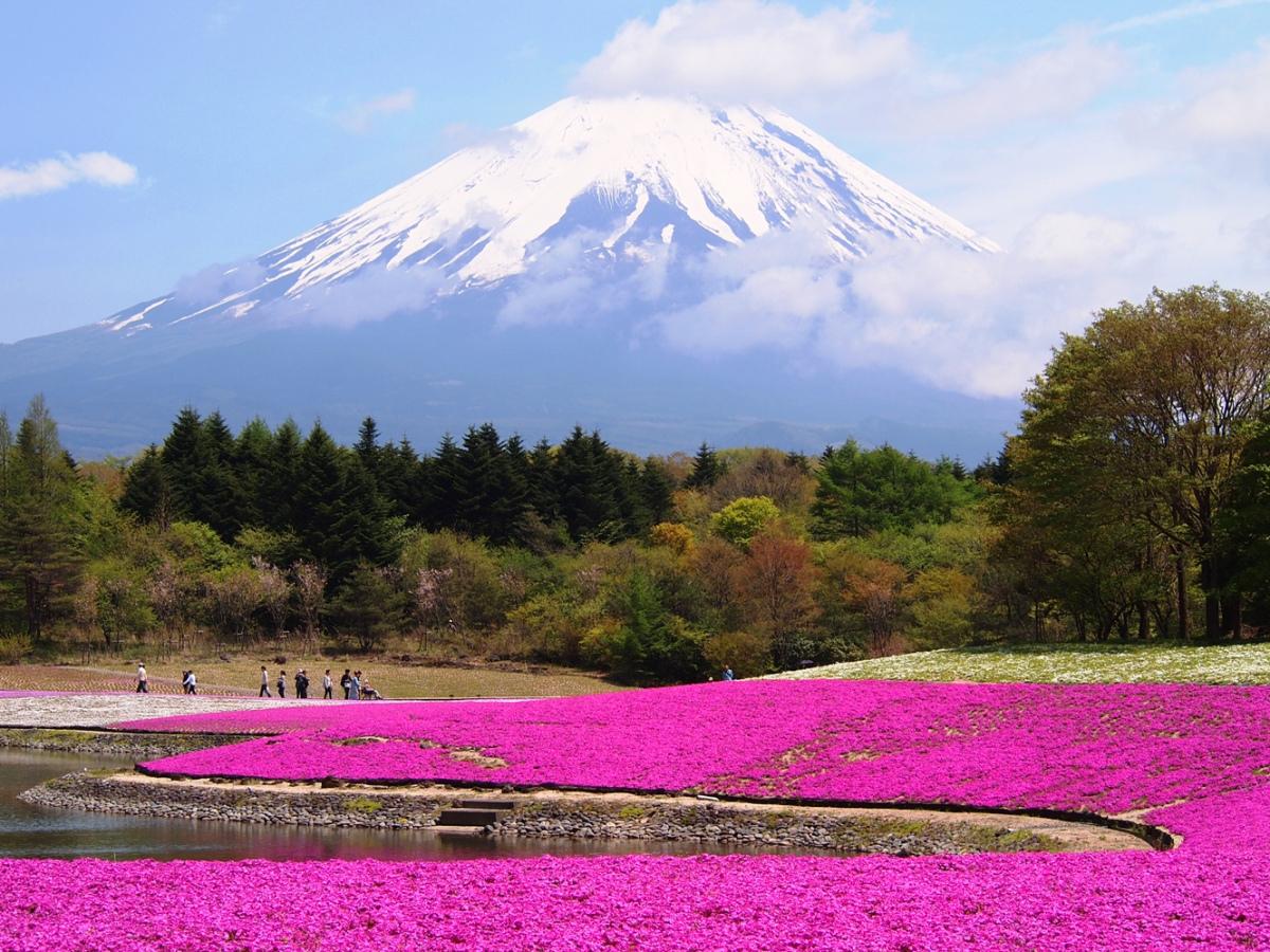 Mt. Fuji “Shibazakura” Flower Festival. life to reset
