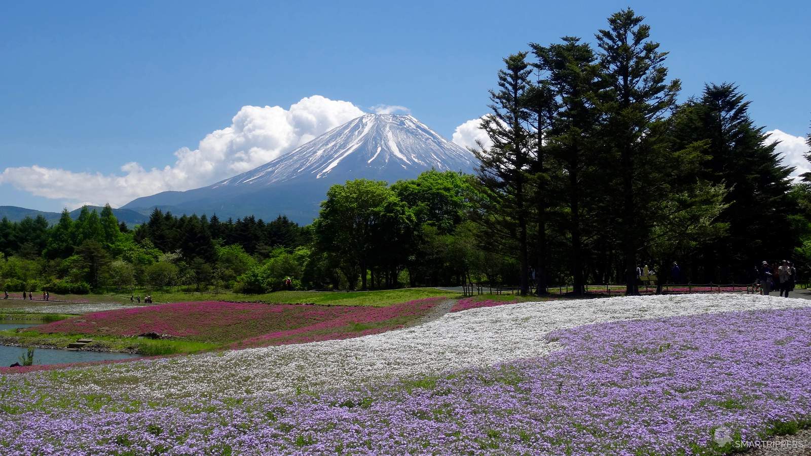 The Fuji Shibazakura Festival: thousands of flowers at the foot