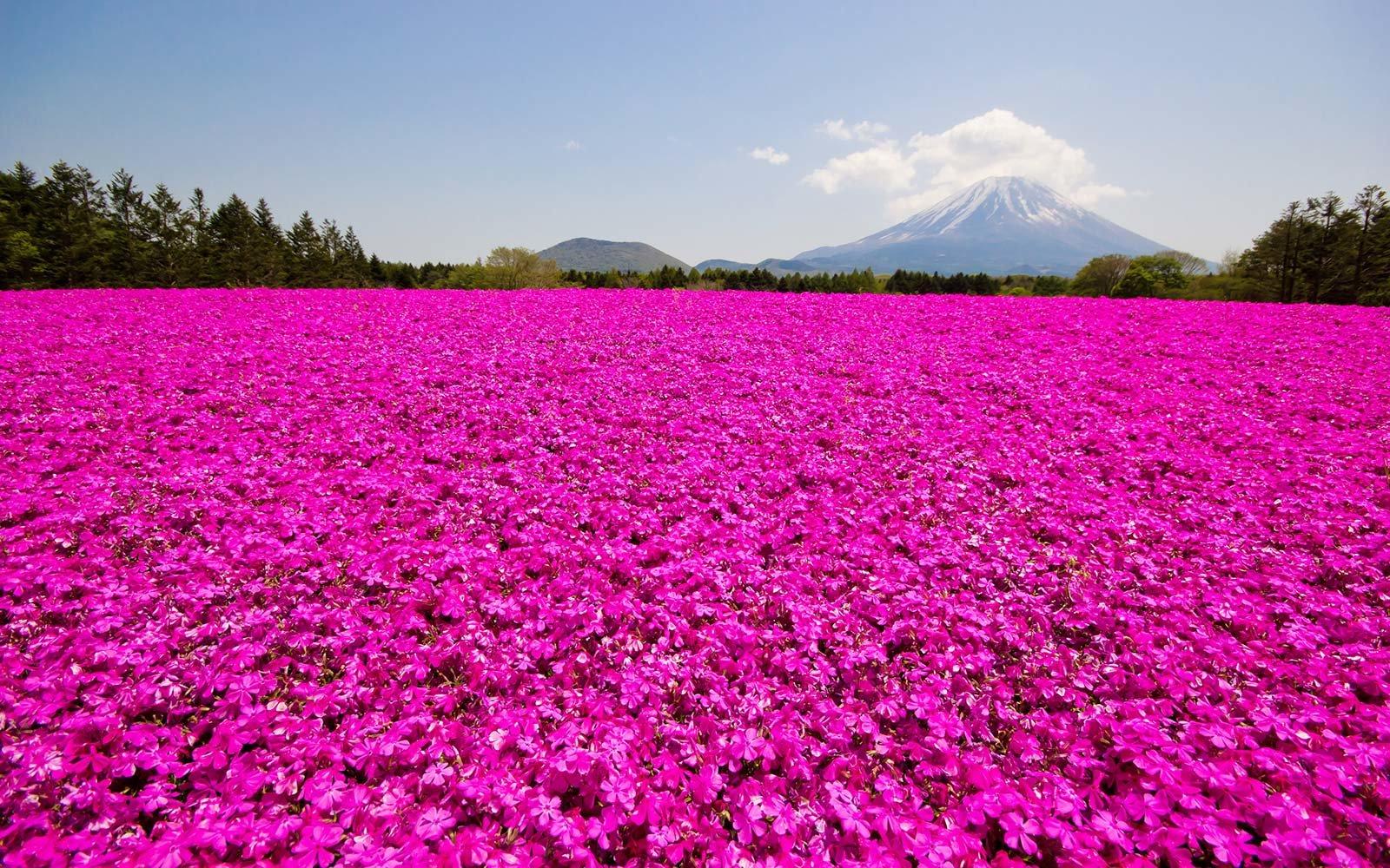 This Japanese Flower Festival Almost Doesn't Look Real. Travel +