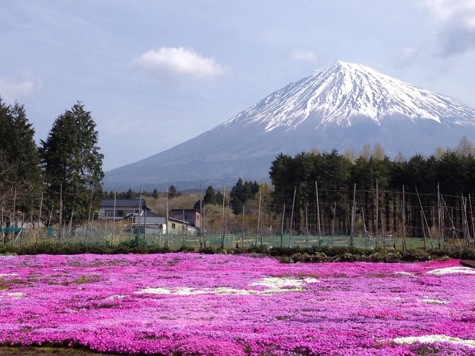 Best Cherry Blossom Spots around Mt.Fuji 2019