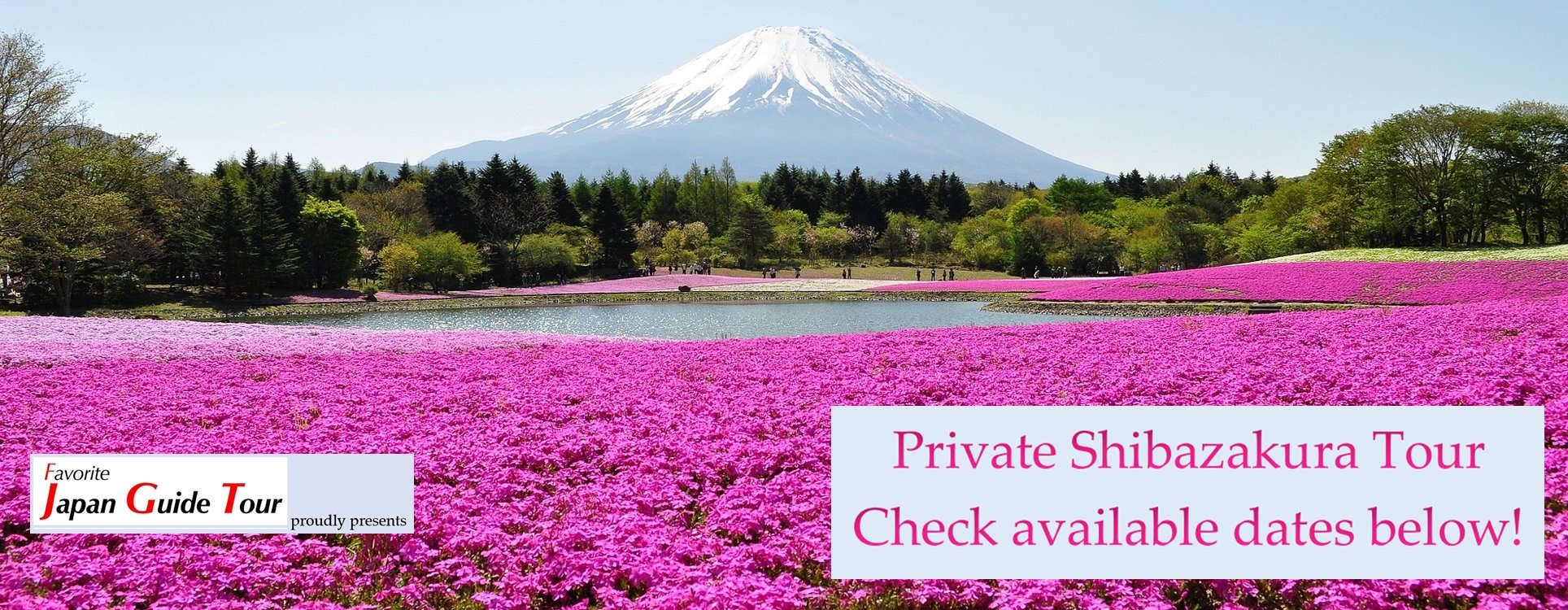 Shibazakura Private Group Tour. Favorite Japan Guide Tour