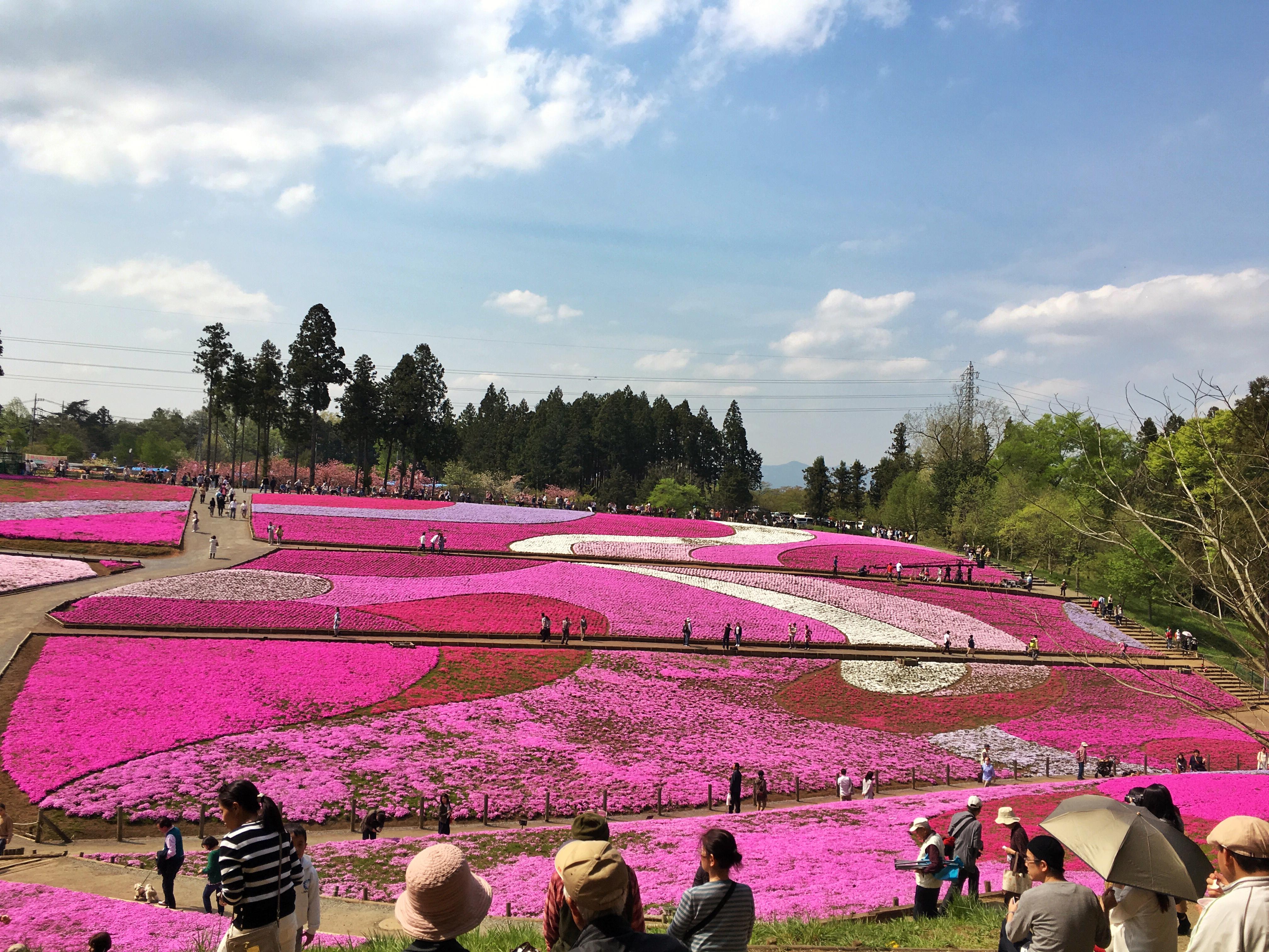 The Pink Paradise: Shibazakura Festival in Hitsujiyama Park. Tokyo