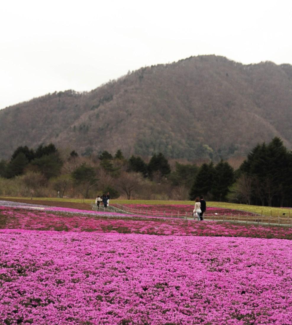 Japan Travel Blog April 2015: Mt. Fuji Shibazakura