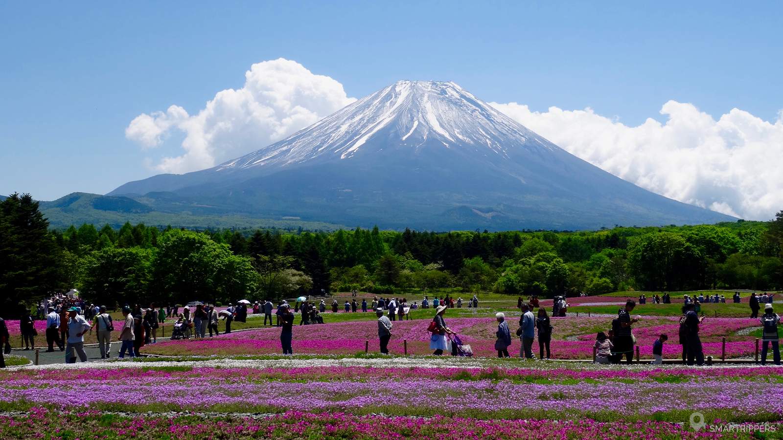 The Fuji Shibazakura Festival: thousands of flowers at the foot