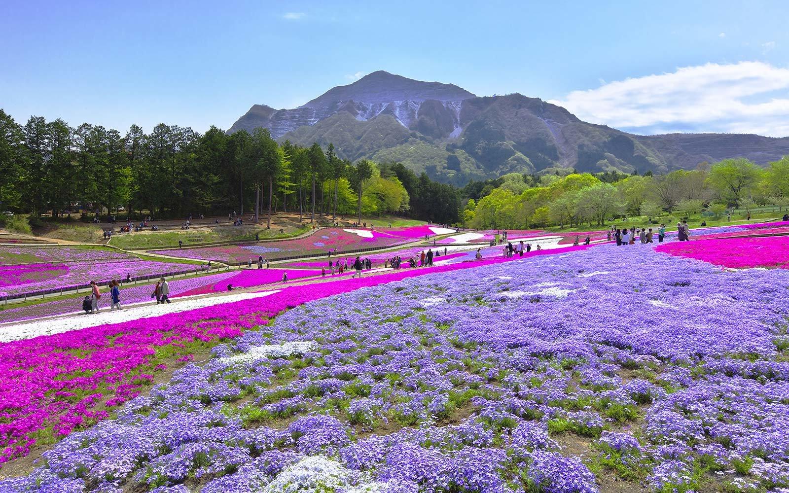 This Japanese Flower Festival Almost Doesn't Look Real. Travel +