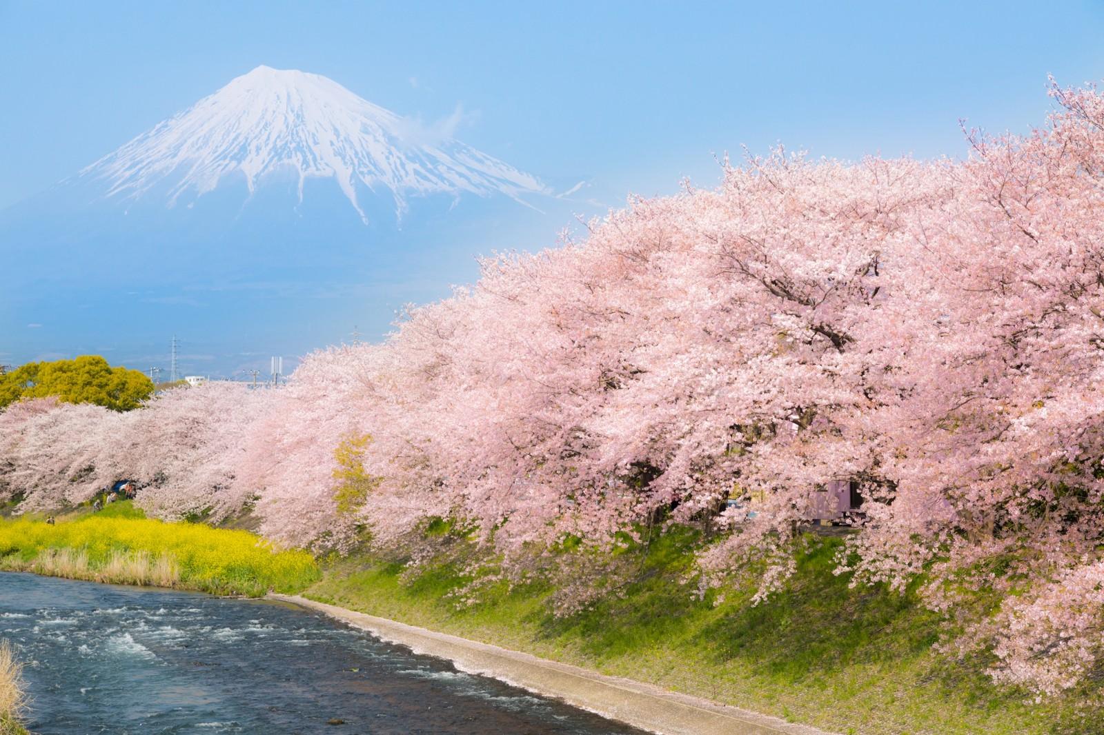 Best Cherry Blossom Spots around Mt.Fuji 2019