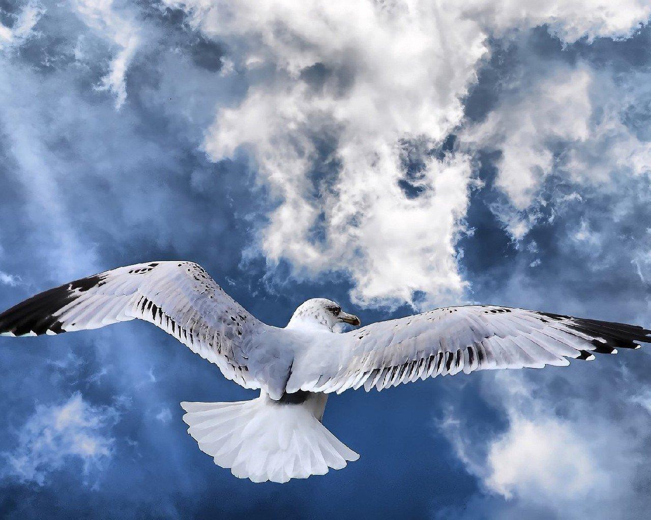 Albatross Wallpaper and Background Imagex1024