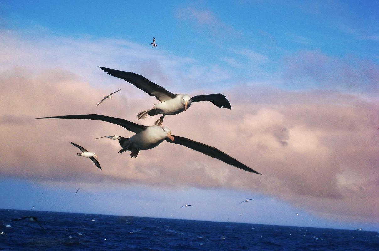 Albatross Wallpaper HD for Android