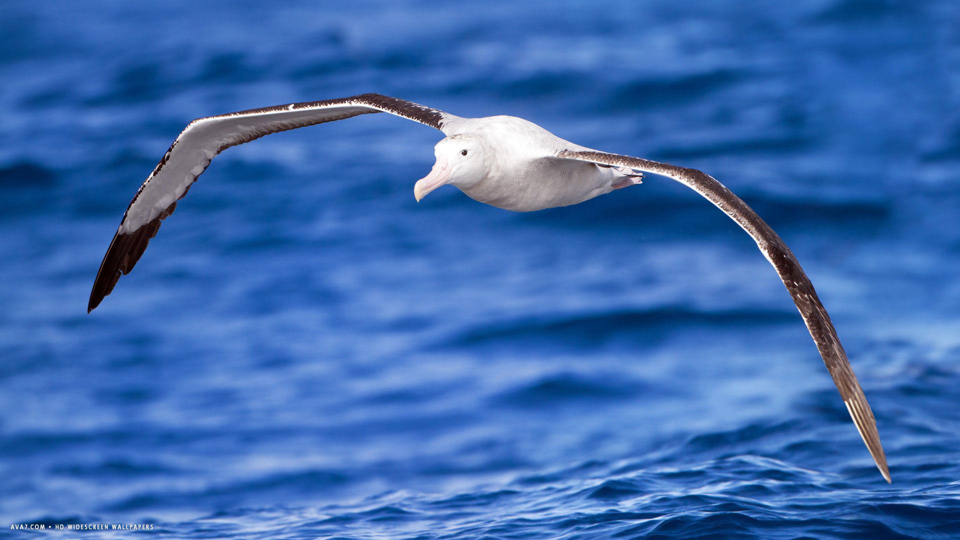 albatross wandering diomedea exulans flight bird sea HD widescreen