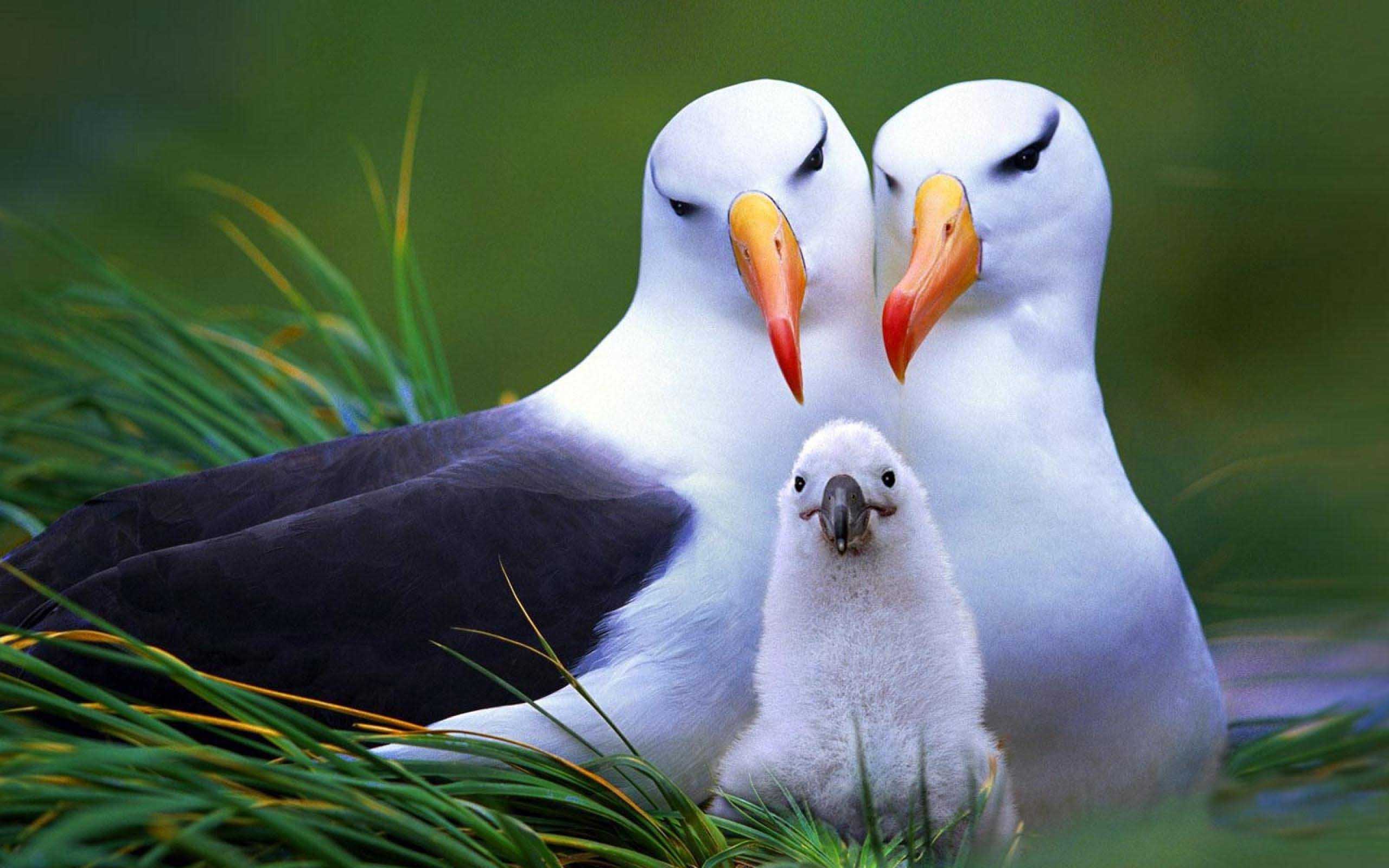 Albatross HD Wallpaper