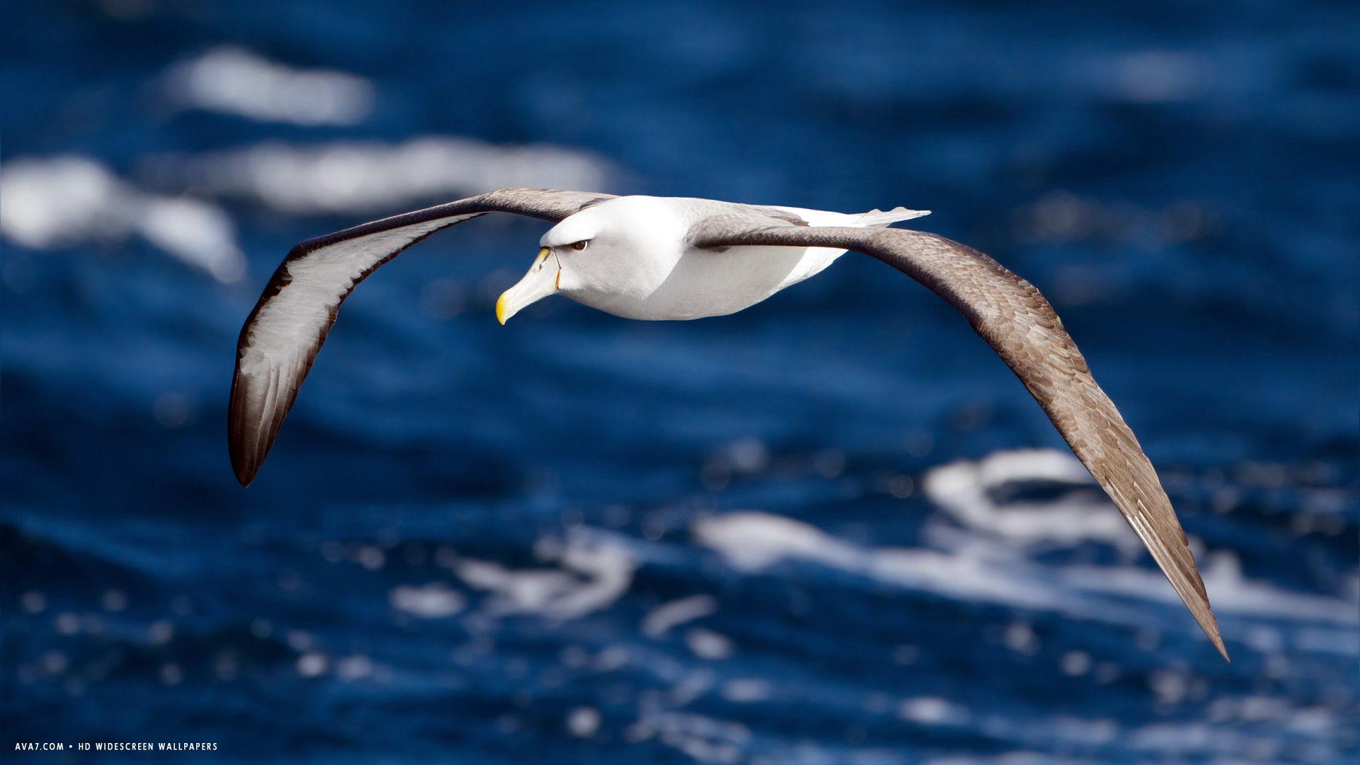 albatross shy flight bird HD widescreen wallpaper / birds background