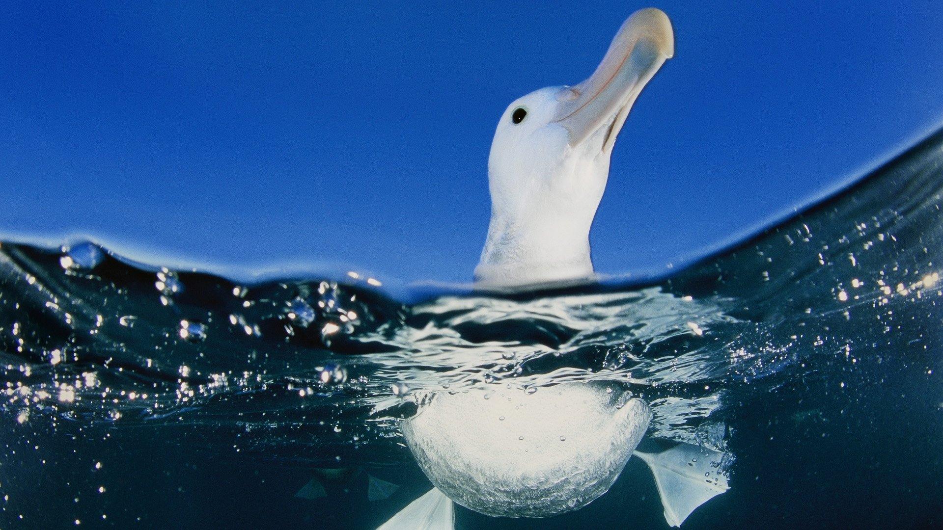 Albatross Swim HD Wallpaper
