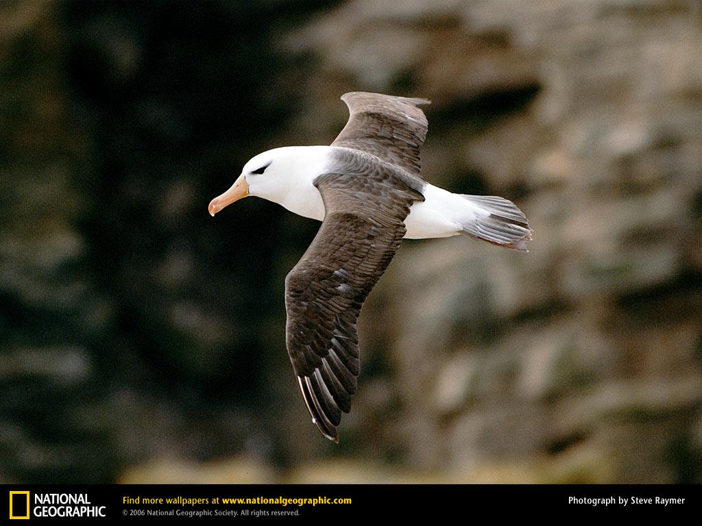 Albatross Wallpaper 13 X 768