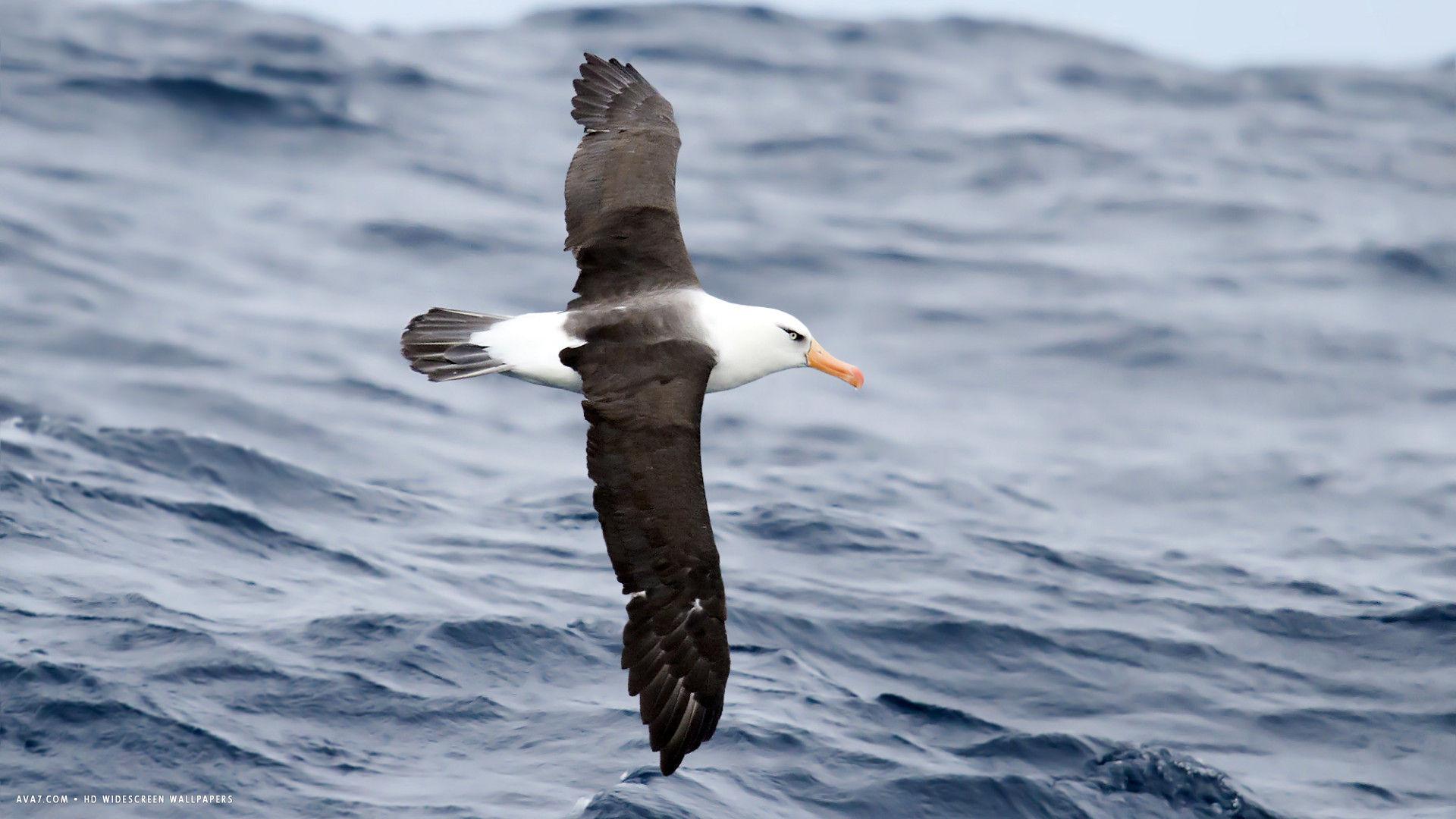 albatross campbell thalassarche impavida bird sea waves HD