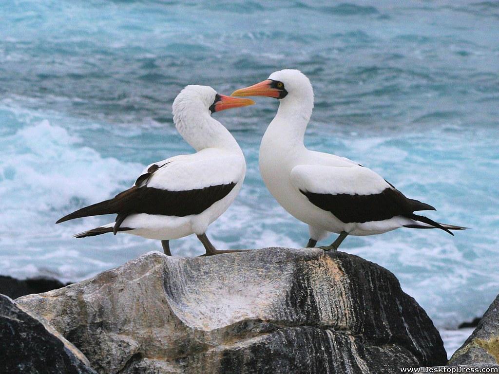 Desktop Wallpaper Animals Background Waved Albatross