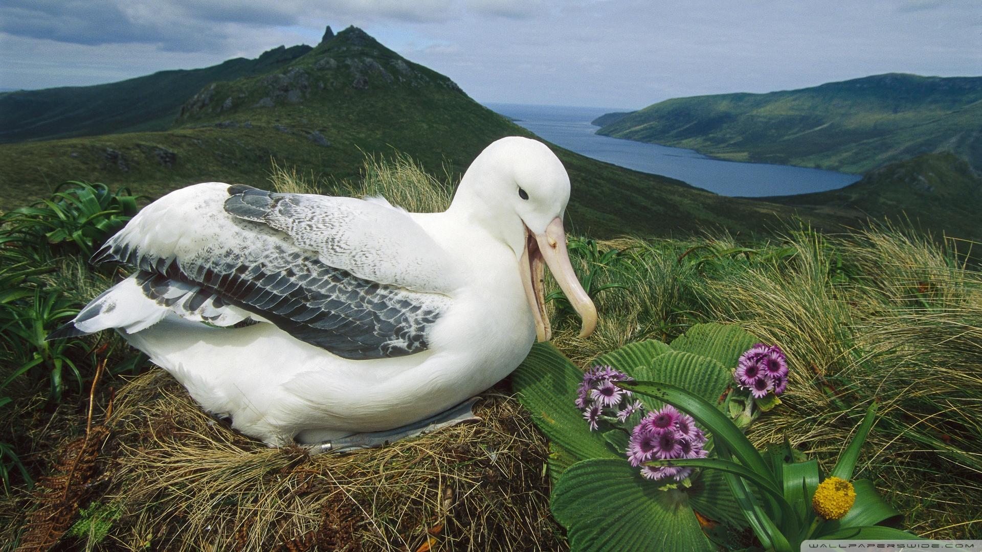 Royal Albatross Campbell Island New Zealand ❤ 4K HD Desktop
