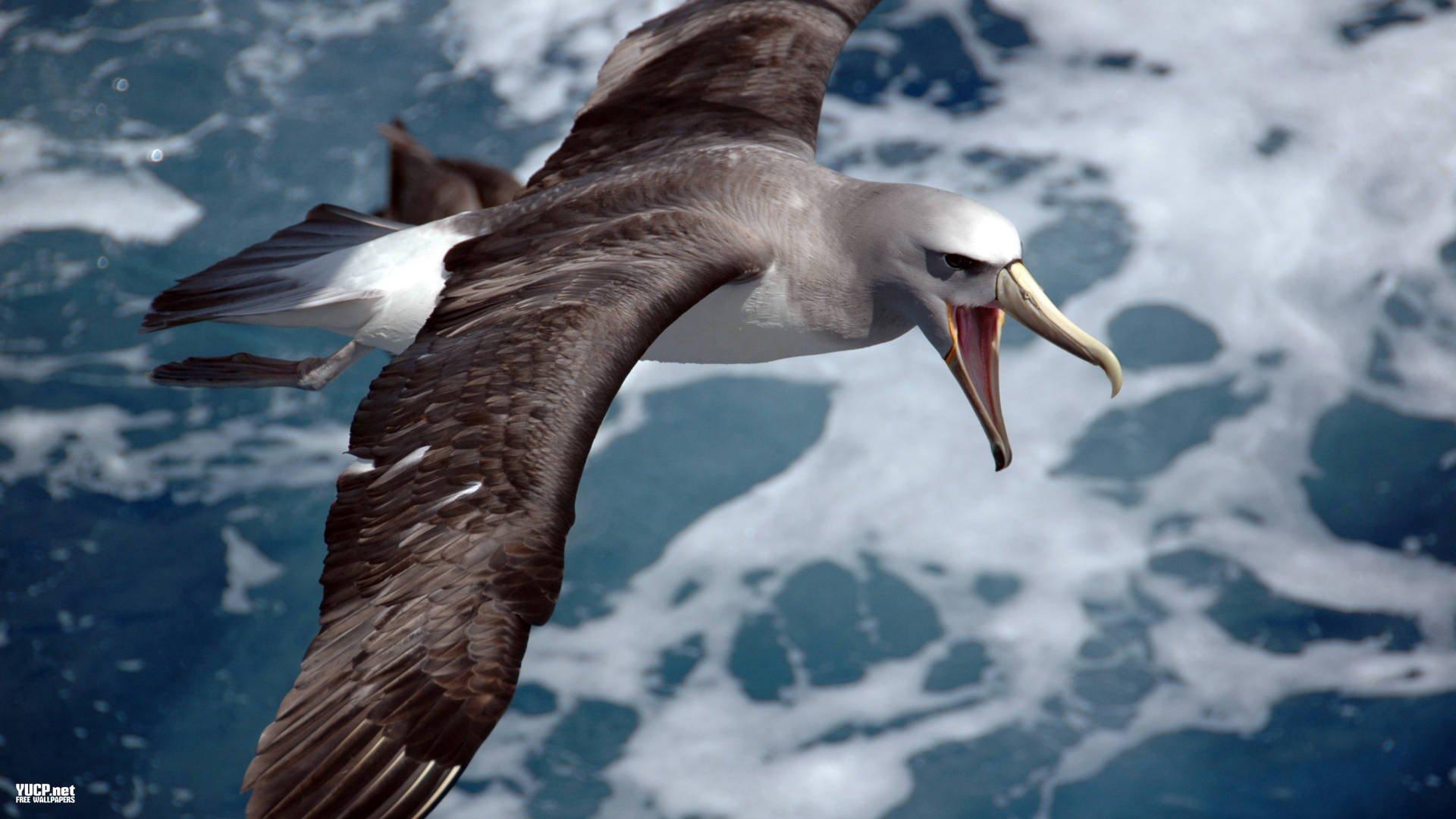 albatross, Seabird, Bird, Birds Wallpaper HD / Desktop and Mobile