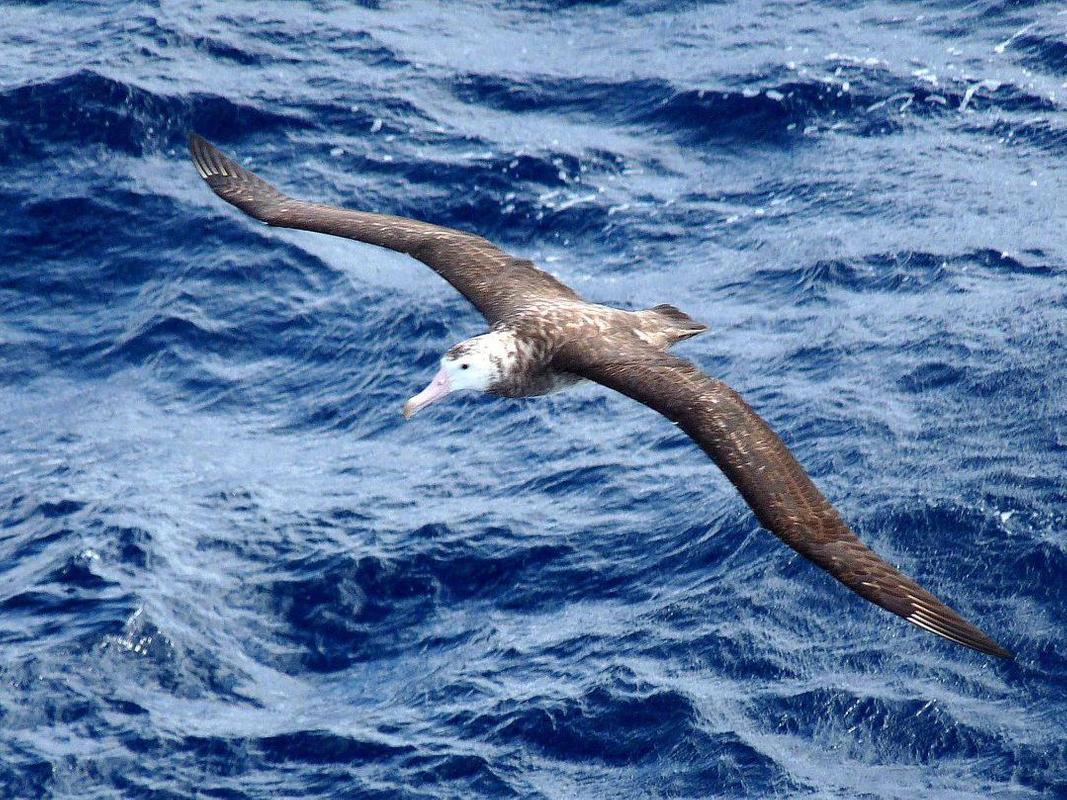 Albatross Wallpaper Picture HD for Android