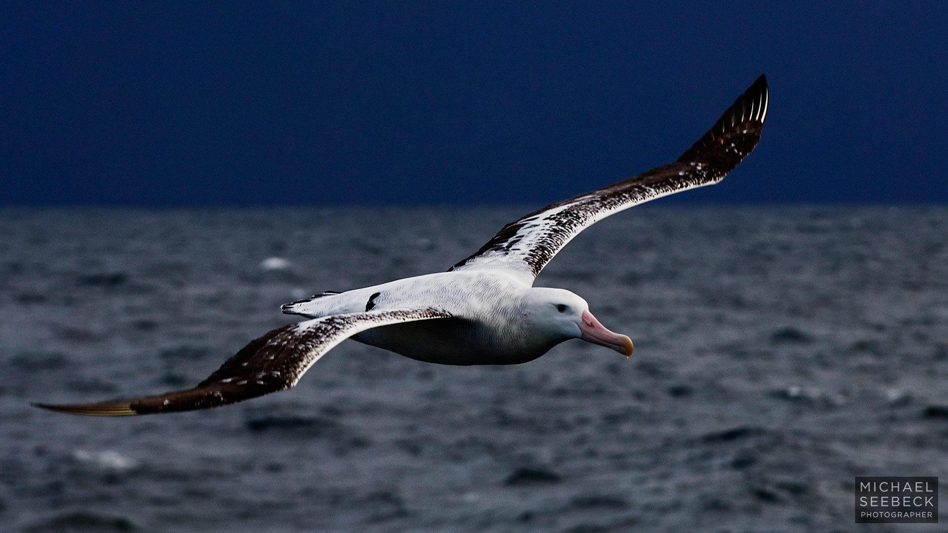Wandering Albatross Facts. Bird with the Largest Wingspan
