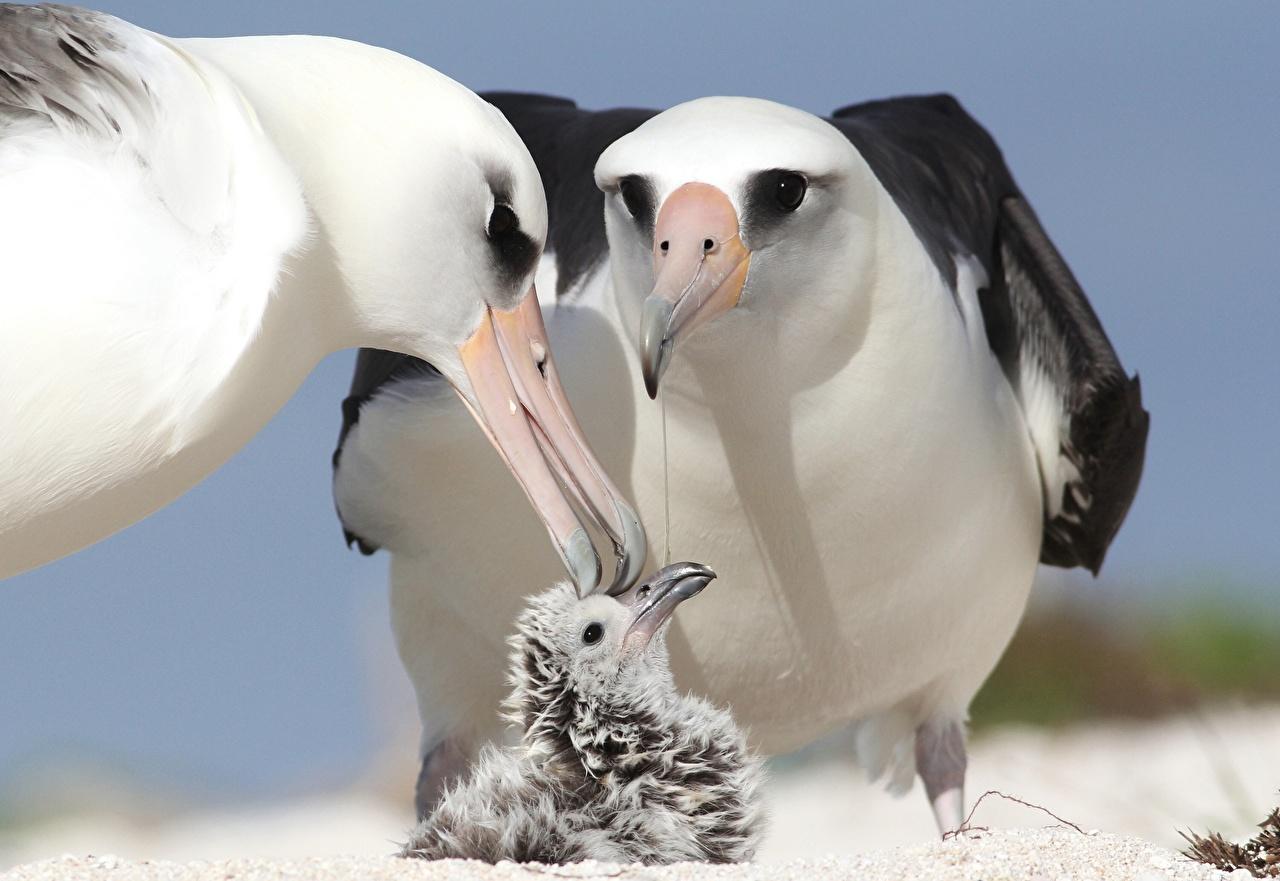 Image Birds Albatross Beak Three 3 Animals Closeup