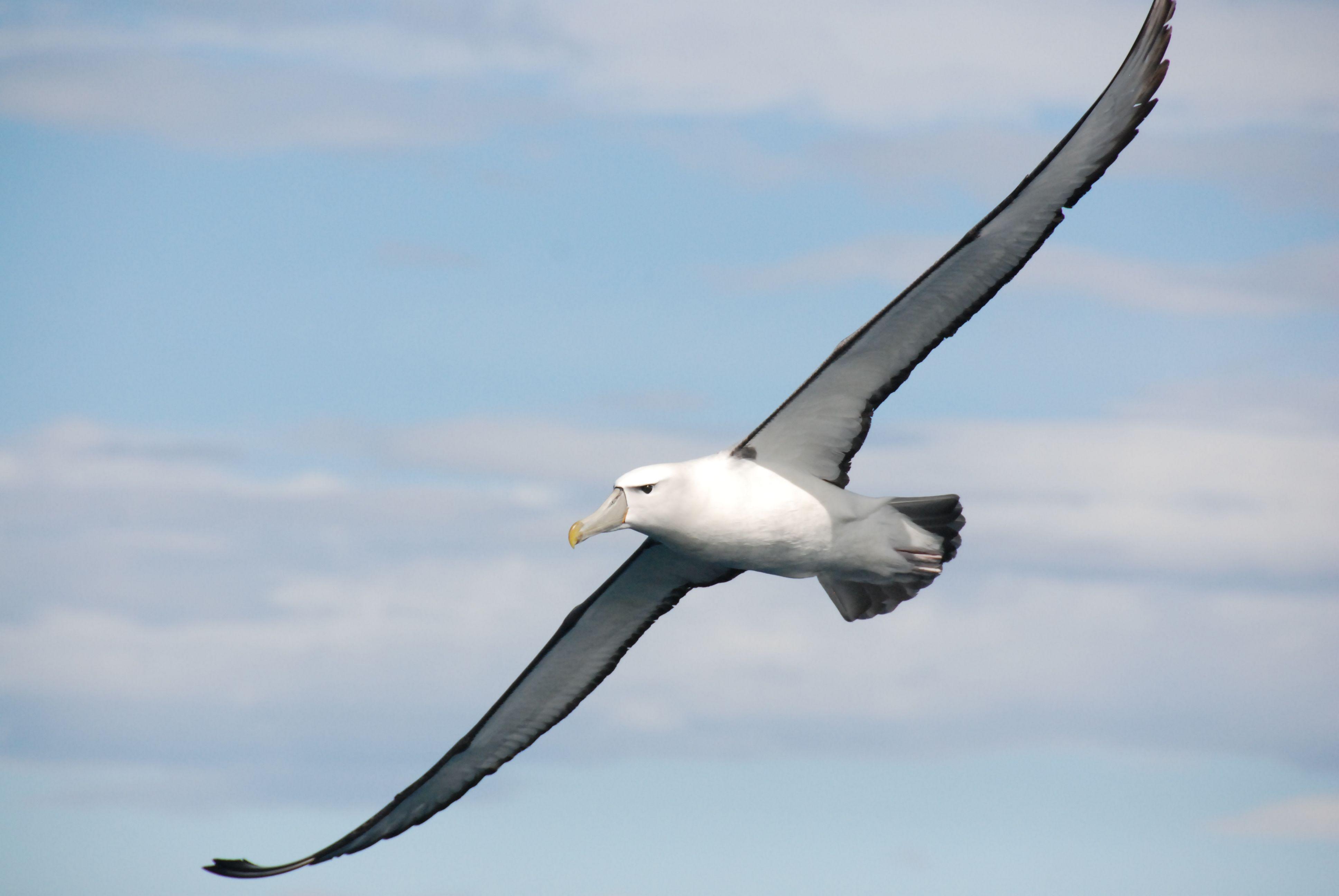 Elegant albatross. ALBATROSS. Bird wallpaper, Birds