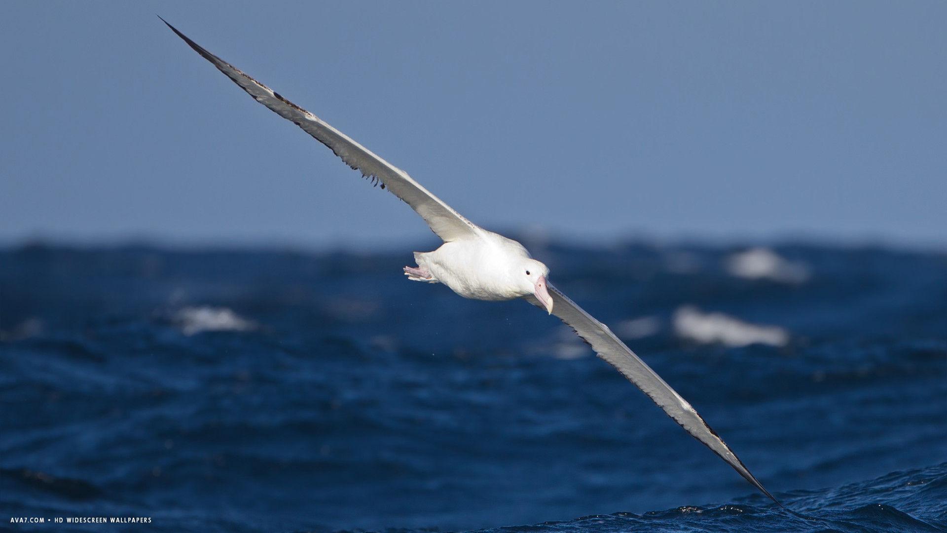 albatross southern royal bird flying HD widescreen wallpaper / birds