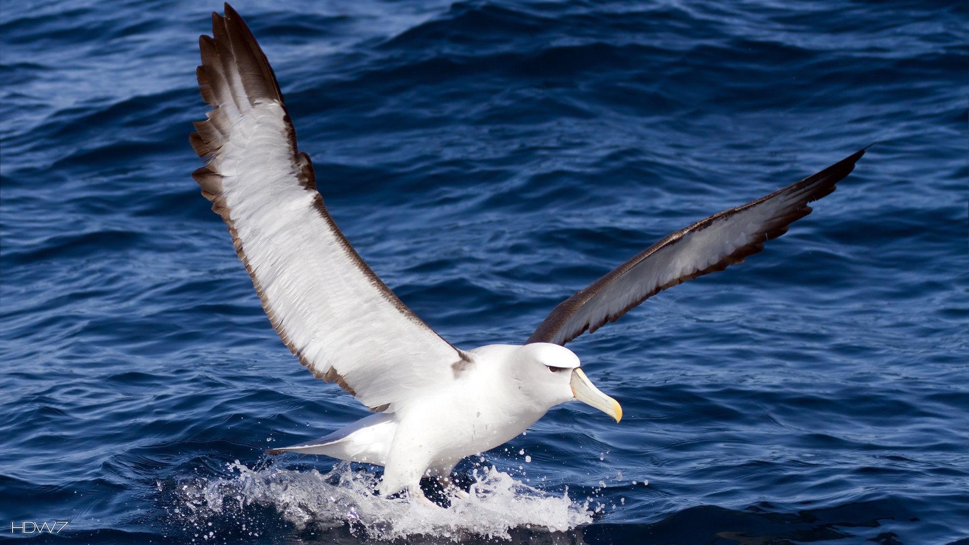 albatross thalassarche cauta shy mollymawk landing bird. HD