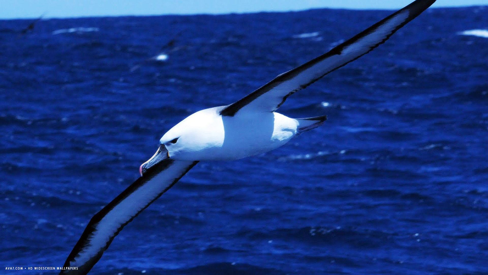 albatross indian yellow nosed carteri bird blue sea HD widescreen