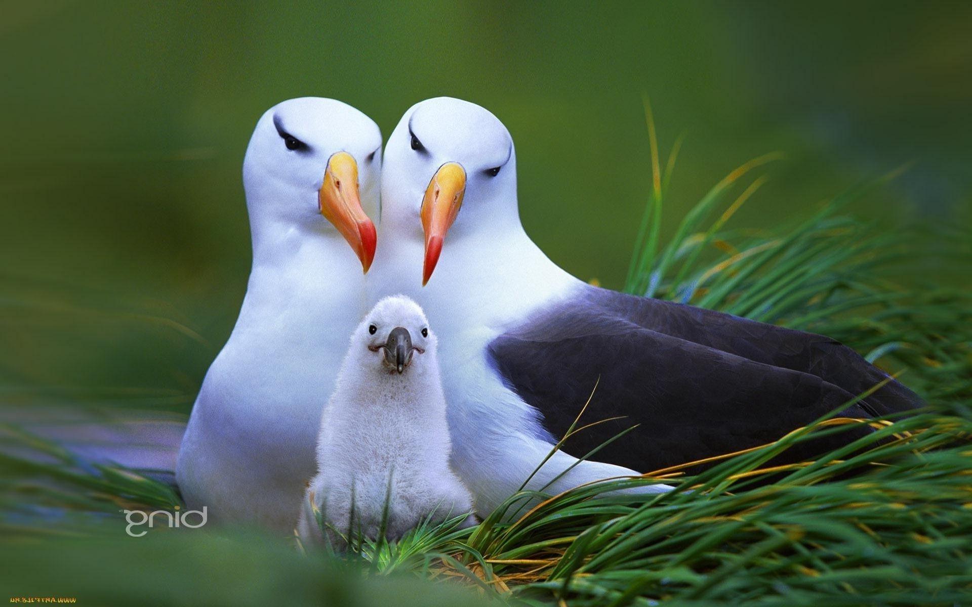 Albatross chick. Android wallpaper for free