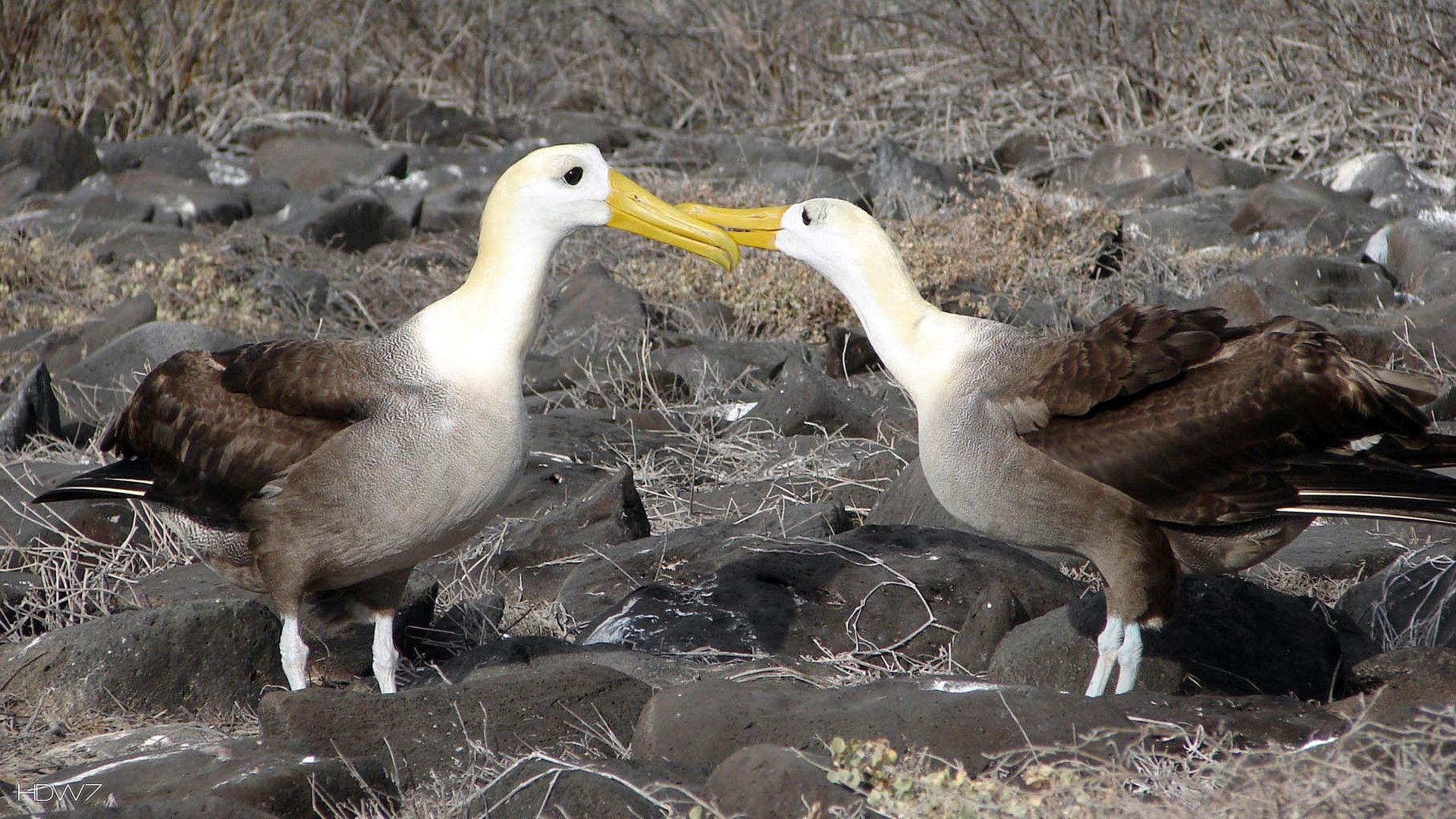 albatross waved albatrosses courtship ritual kissing ground bird