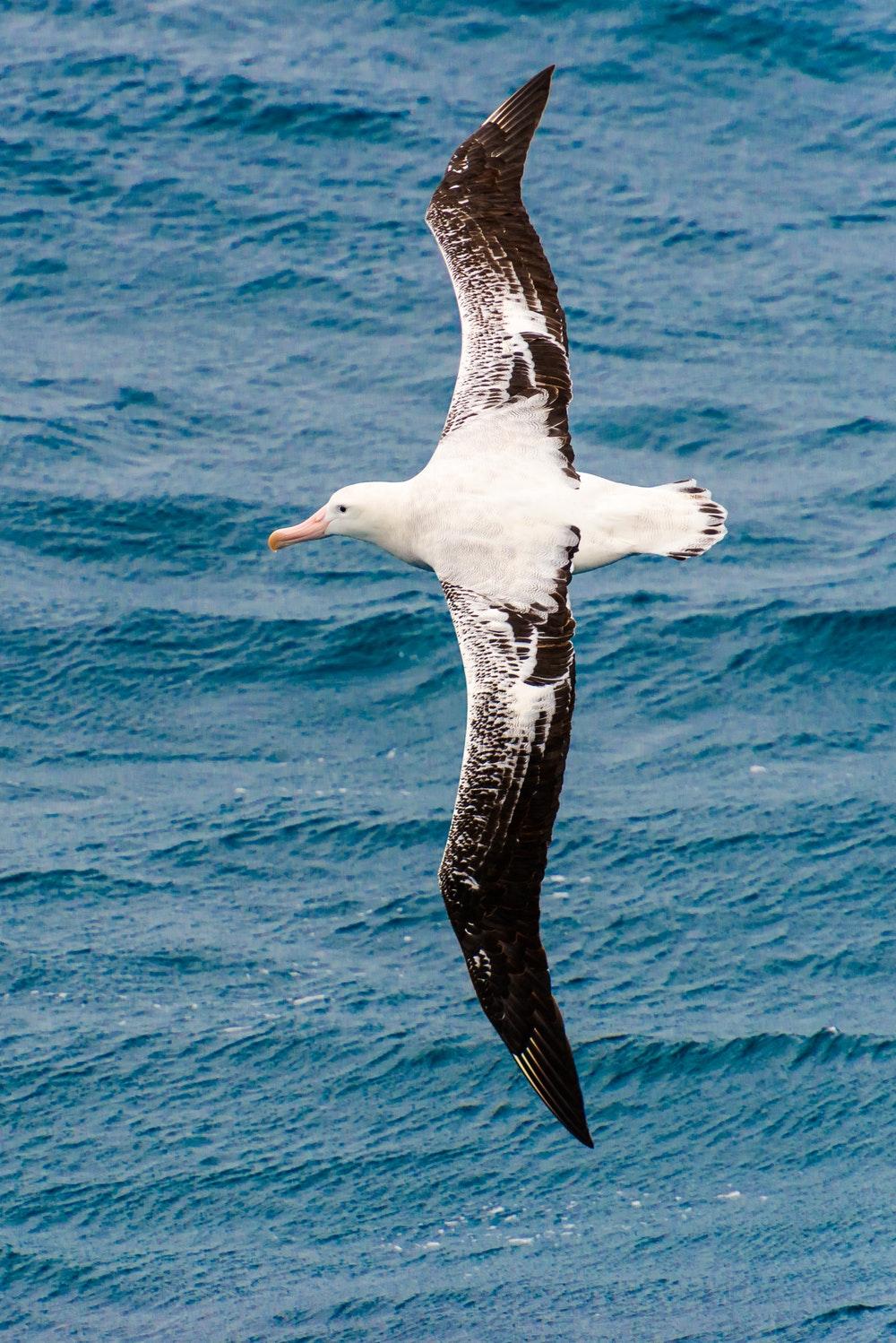 Albatross Picture. Download Free Image