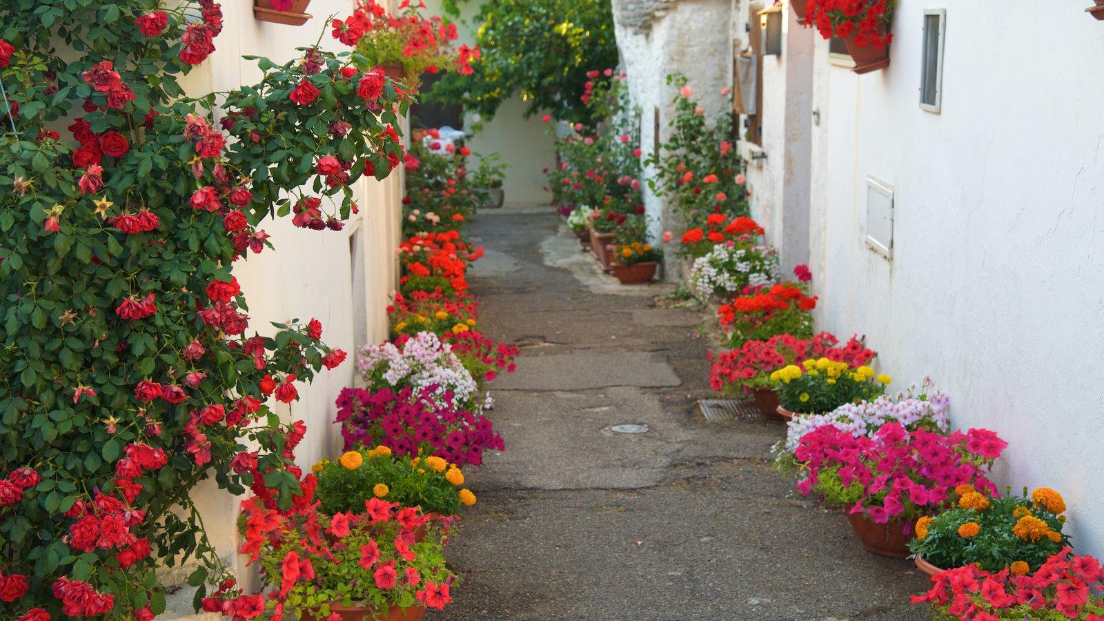 Flowers picture: View image of Trulli