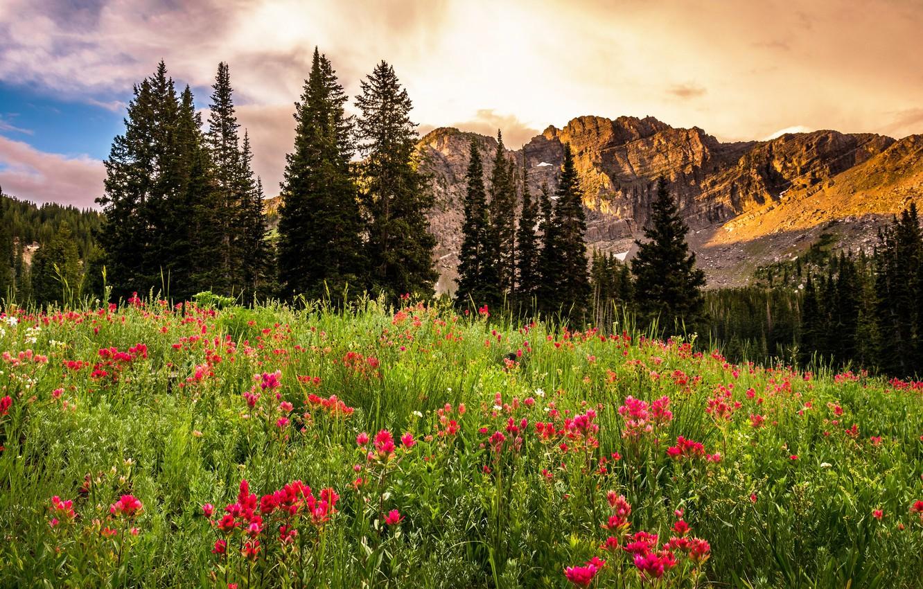 Wallpaper trees, landscape, flowers, sunrise, rocks, glade, USA