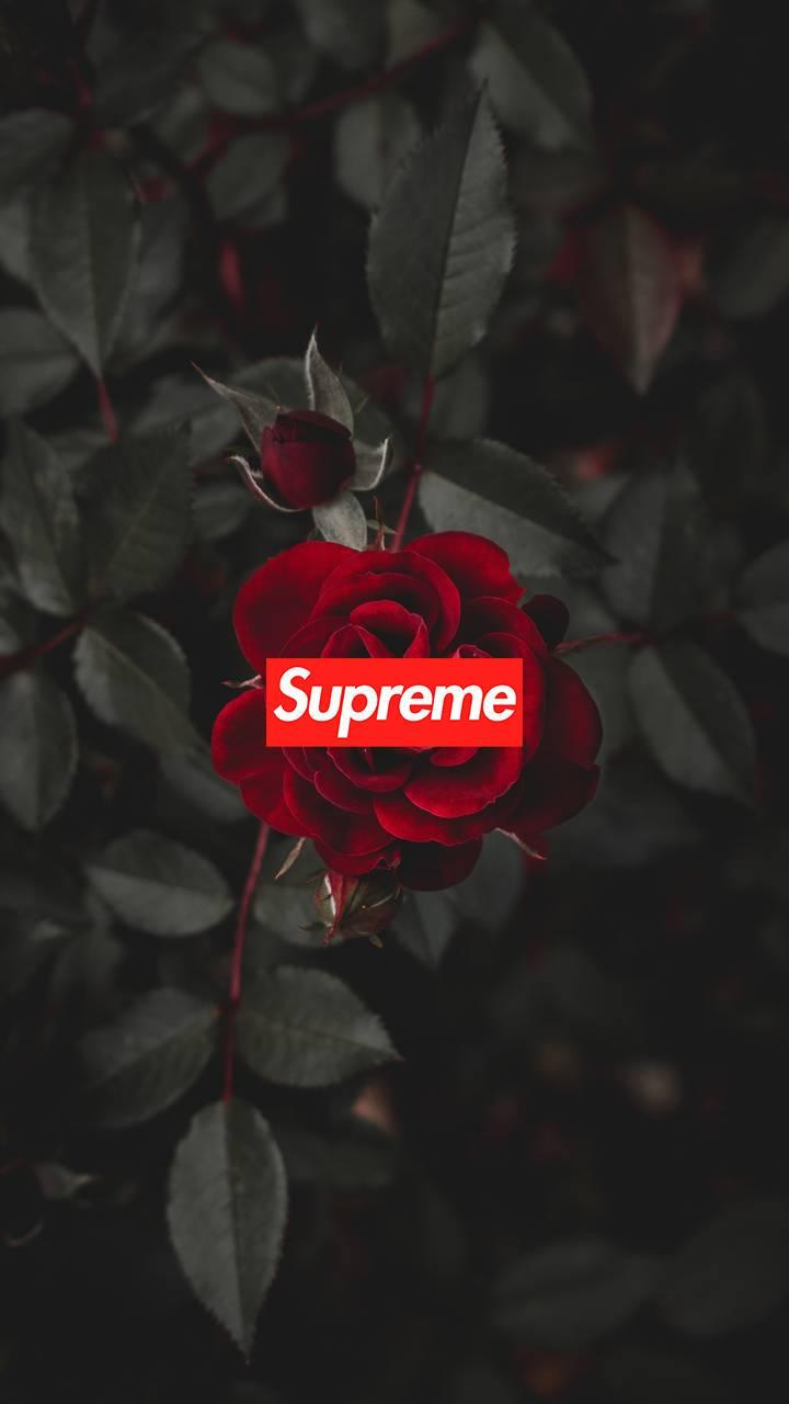 supreme rose Wallpaper