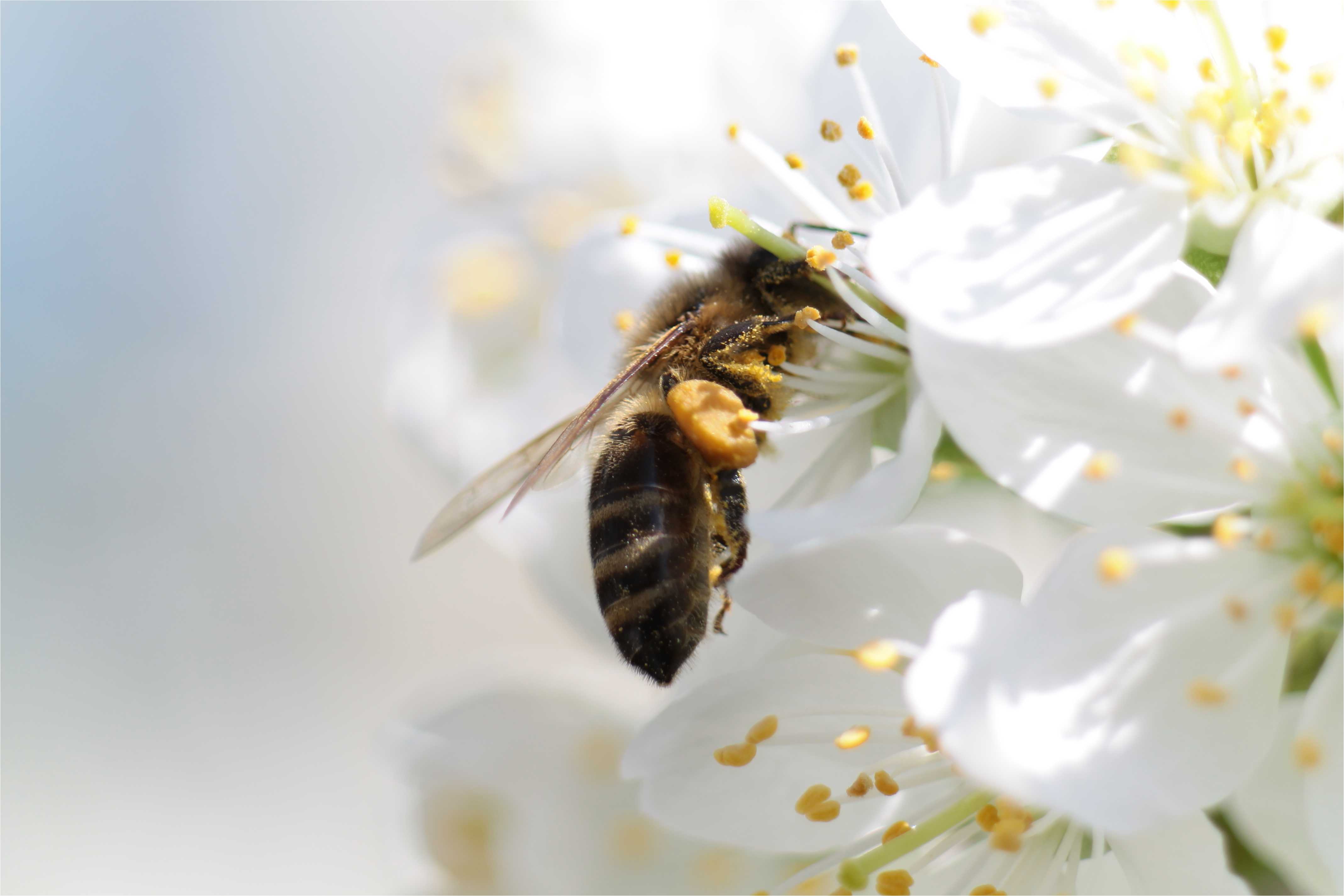 MX 48 Bee Wallpaper, Bee Adorable Desktop Picture For Free+