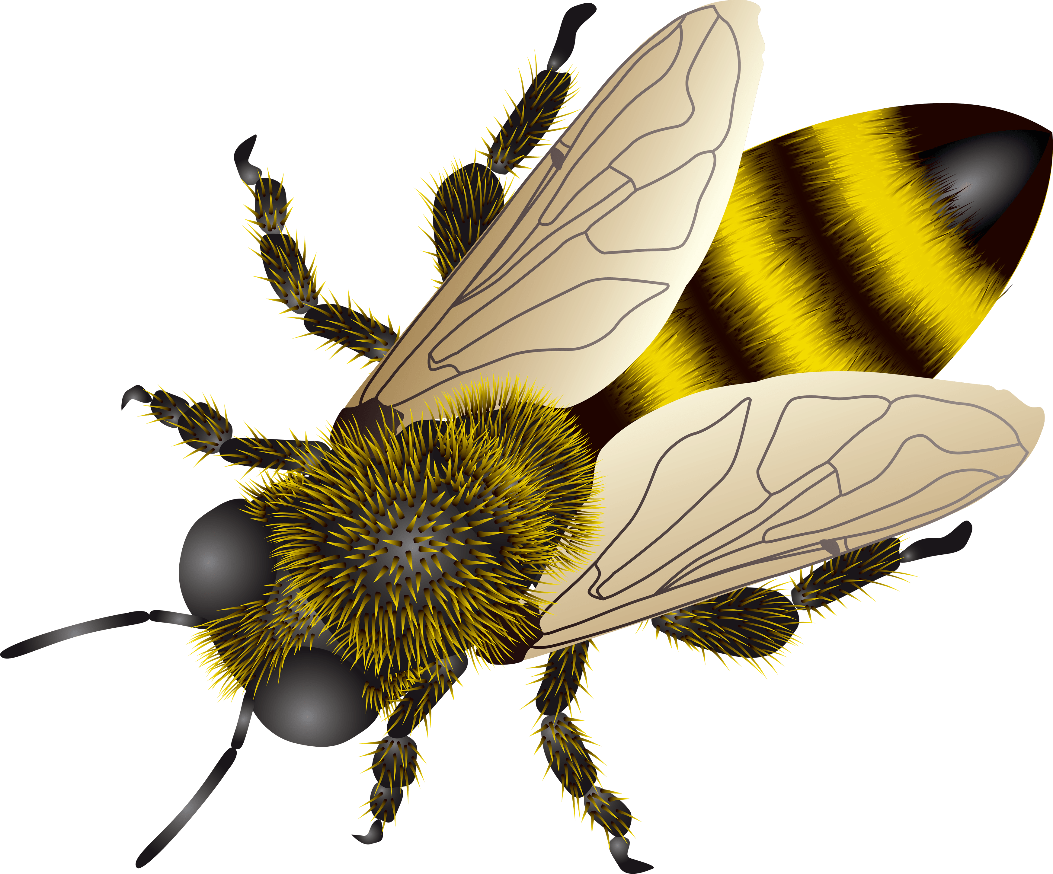 Animal Bee wallpaper (Desktop, Phone, Tablet)