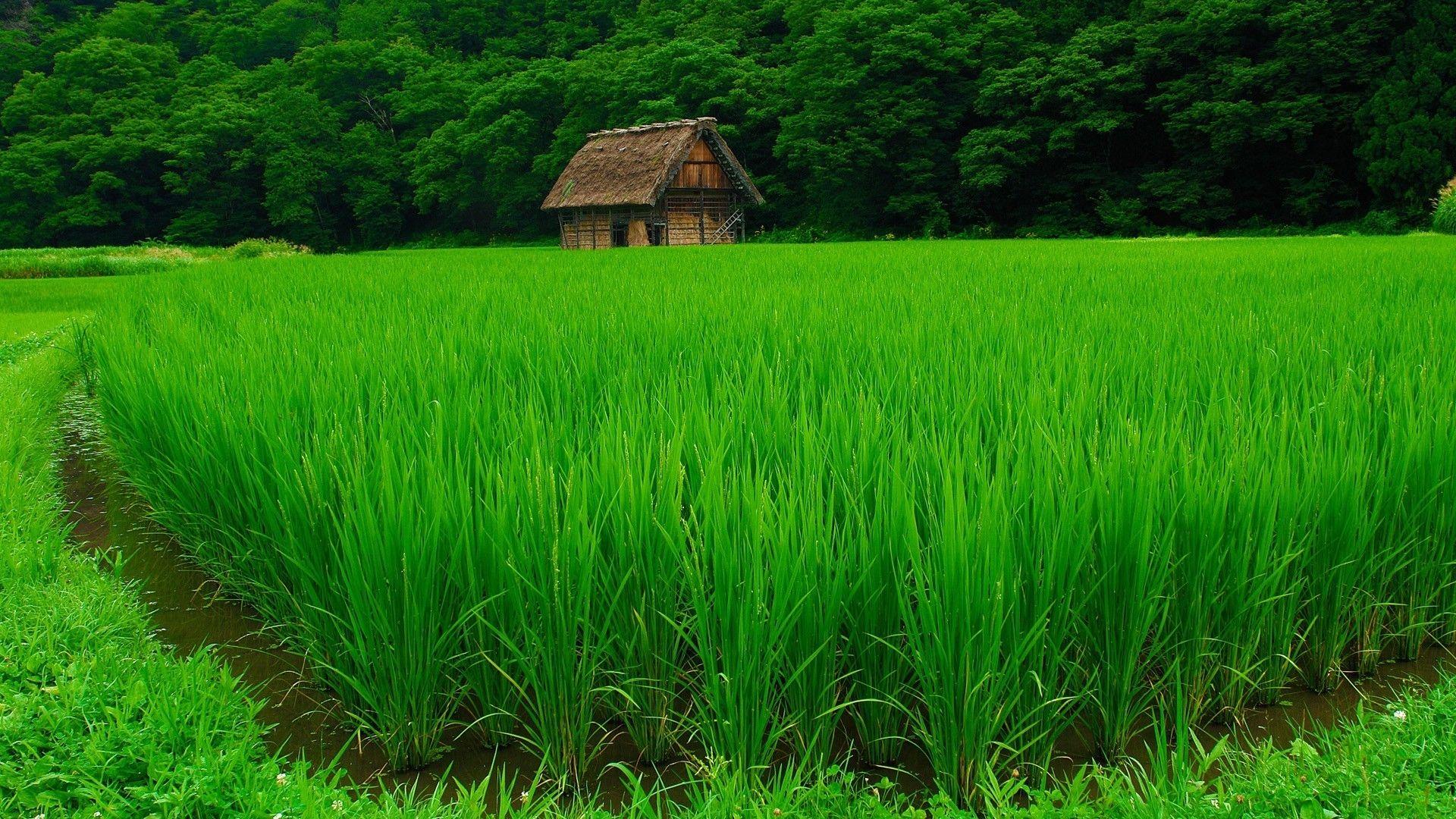 Beautiful Green Rice Field. Ençhanted World. Green nature