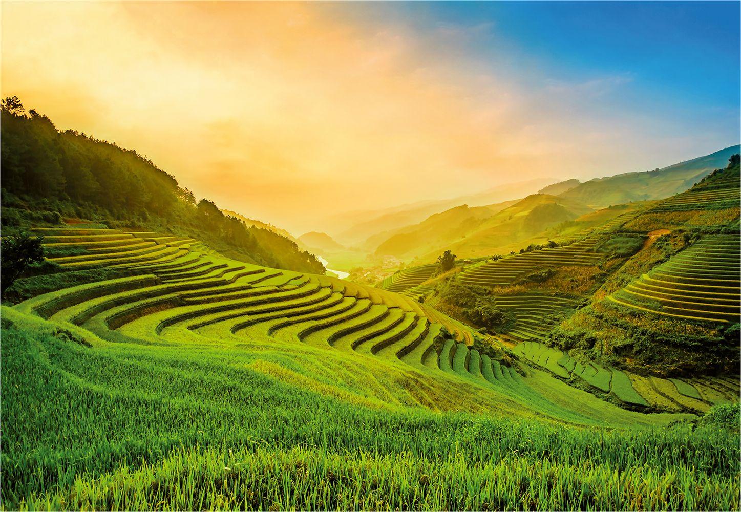 Photo wallpaper Terraced Rice Field In Vietnam