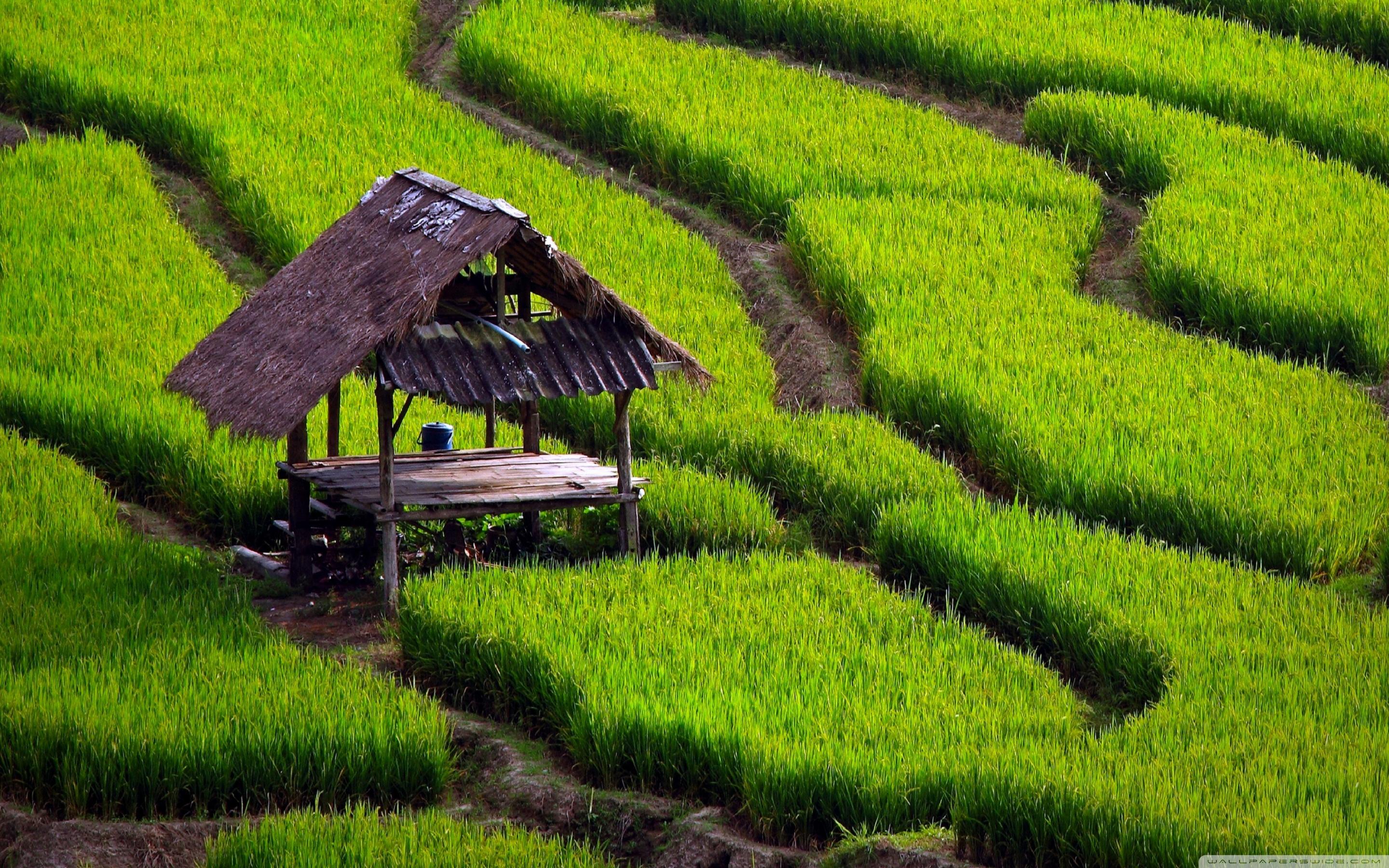Rice Field Landscape ❤ 4K HD Desktop Wallpaper for 4K Ultra HD TV