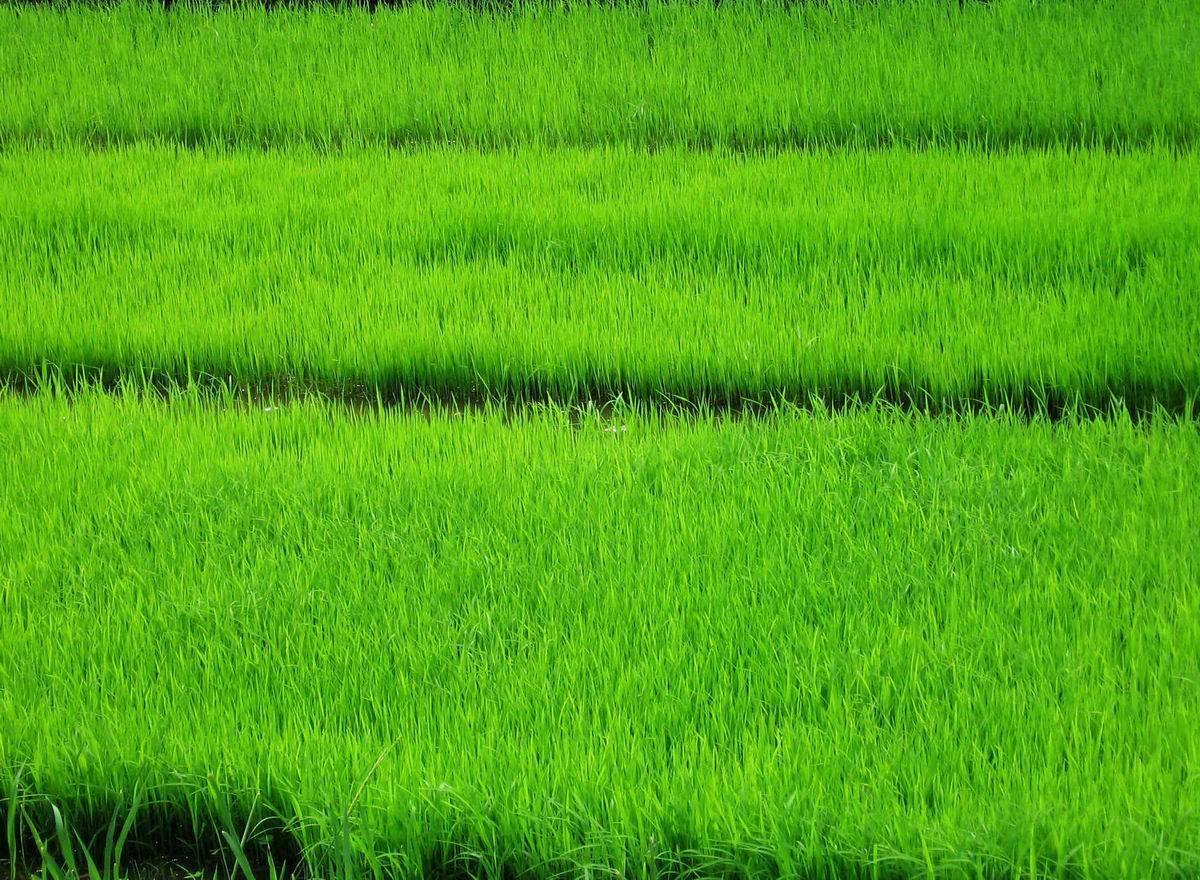 Green image Rice Paddy HD wallpaper and background photo