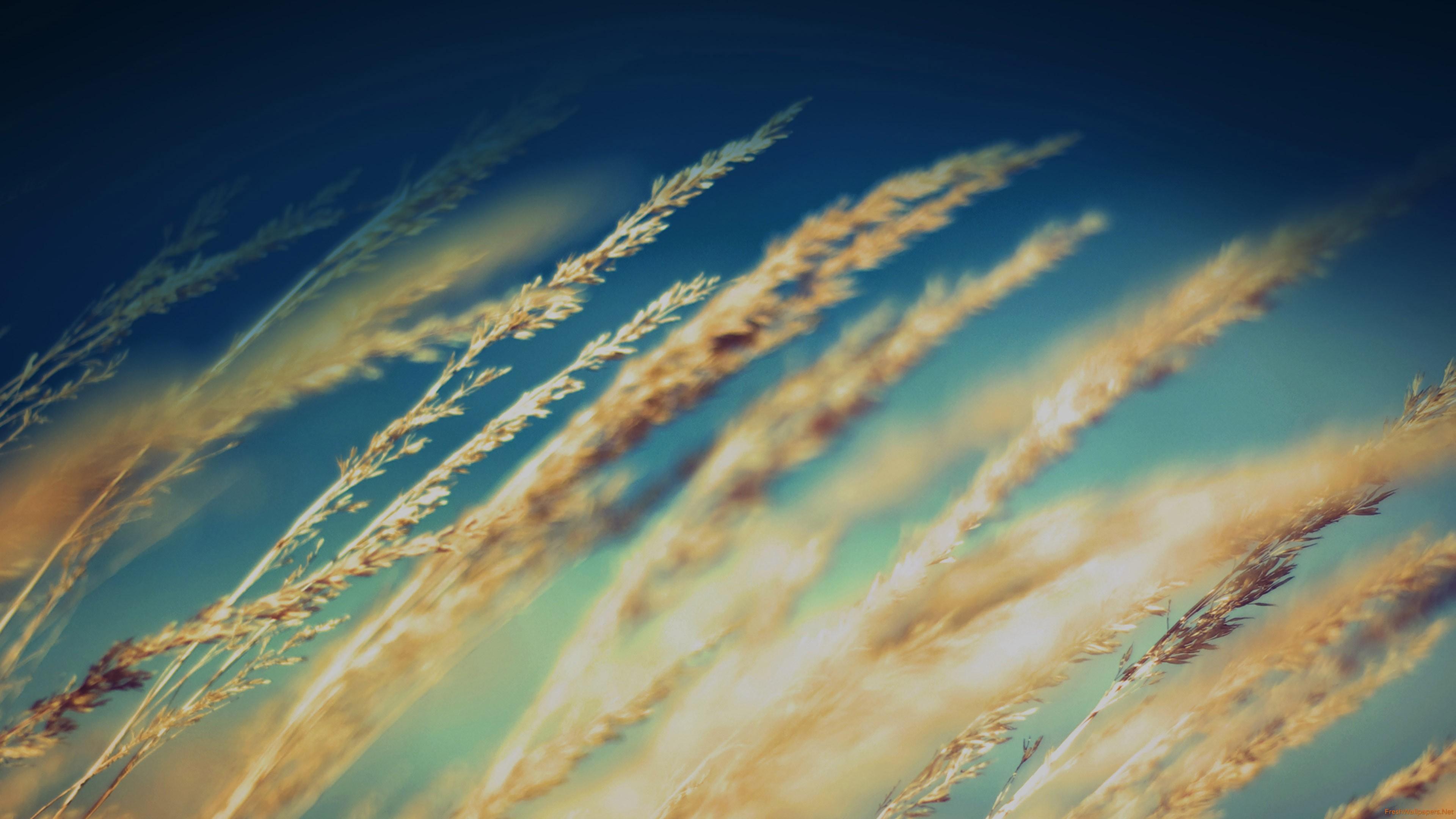 Rice In The Meadow Close Up 4K Wallpaper