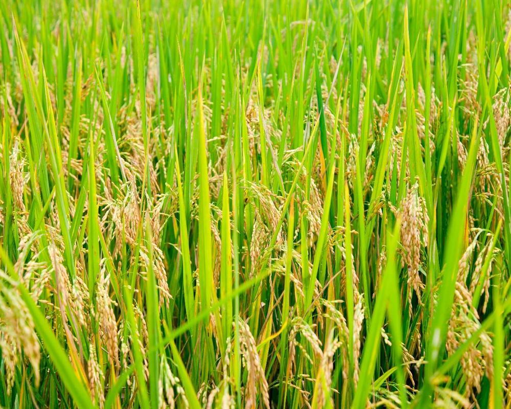 Rice Wallpaper for Android