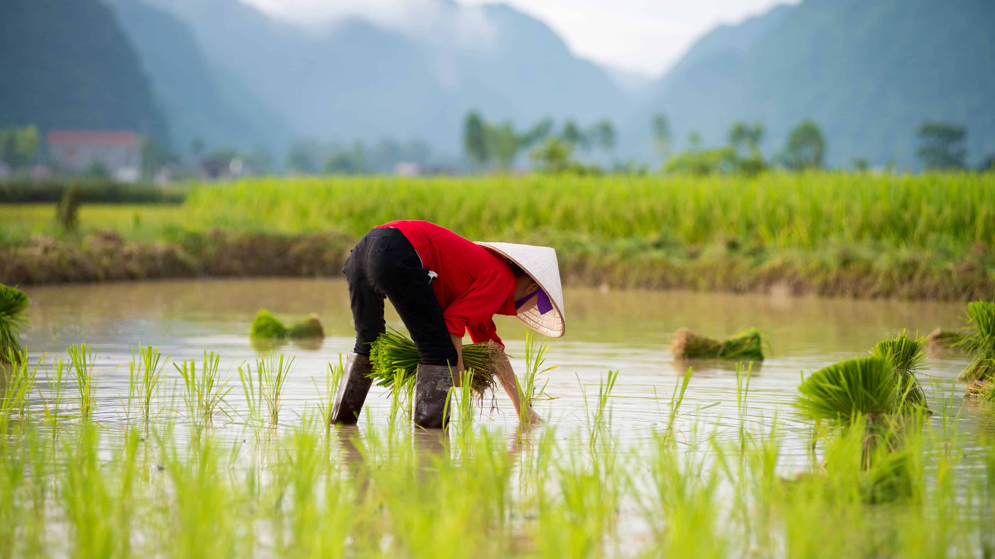 Rice Farmer Vietnam UHD 4K Wallpaper