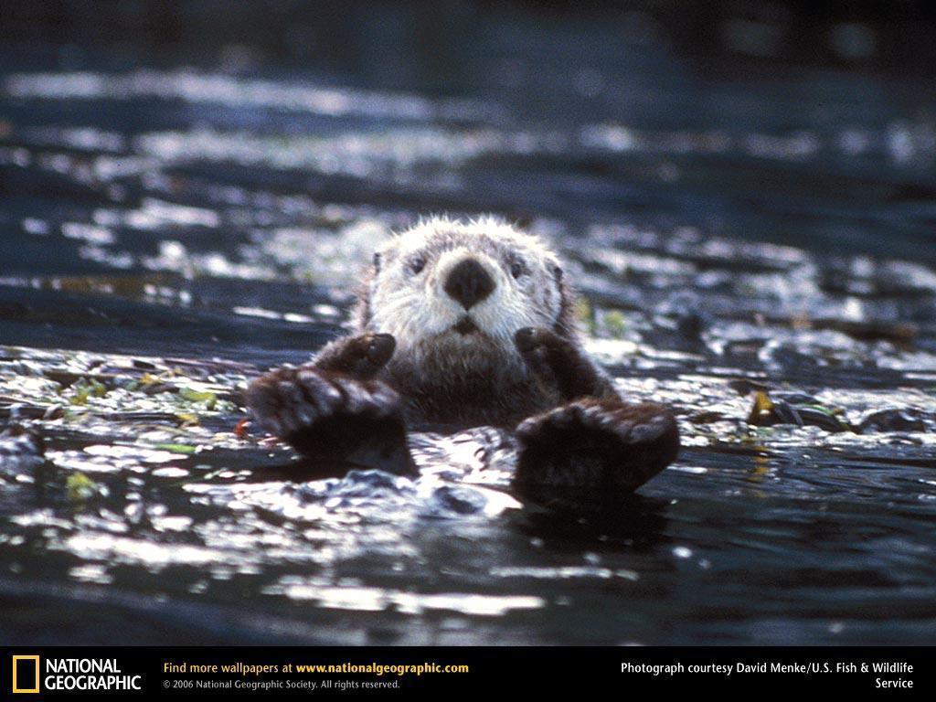 Sea Otter Picture, Sea Otter Desktop Wallpaper, Free Wallpaper