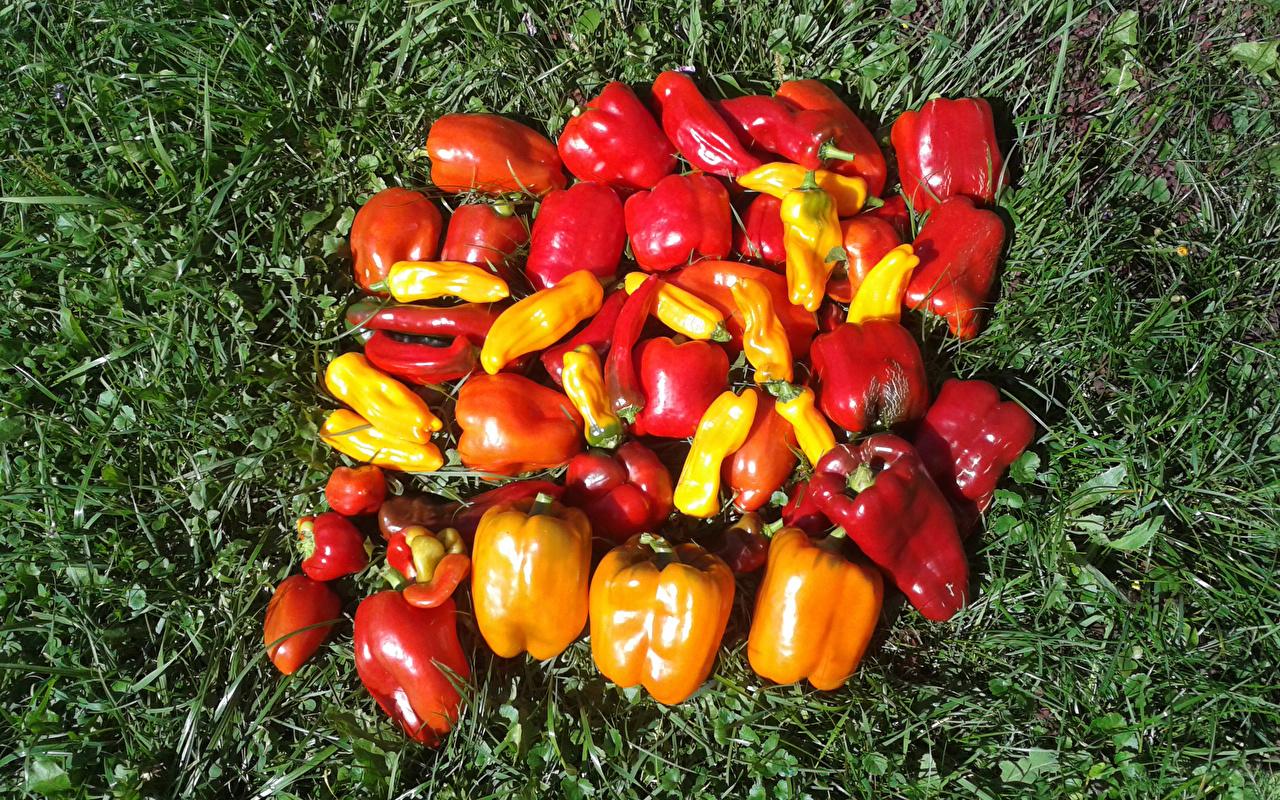 How many peppers. Перец Барборка. Много перца. Vegetables Wallpaper.